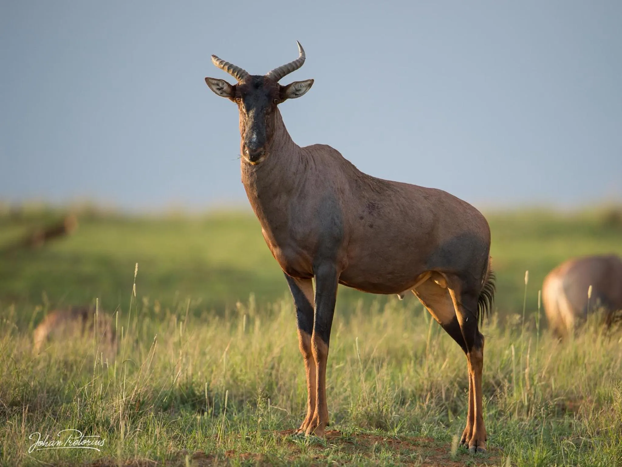 Animals in The Royal Fischer Hotel