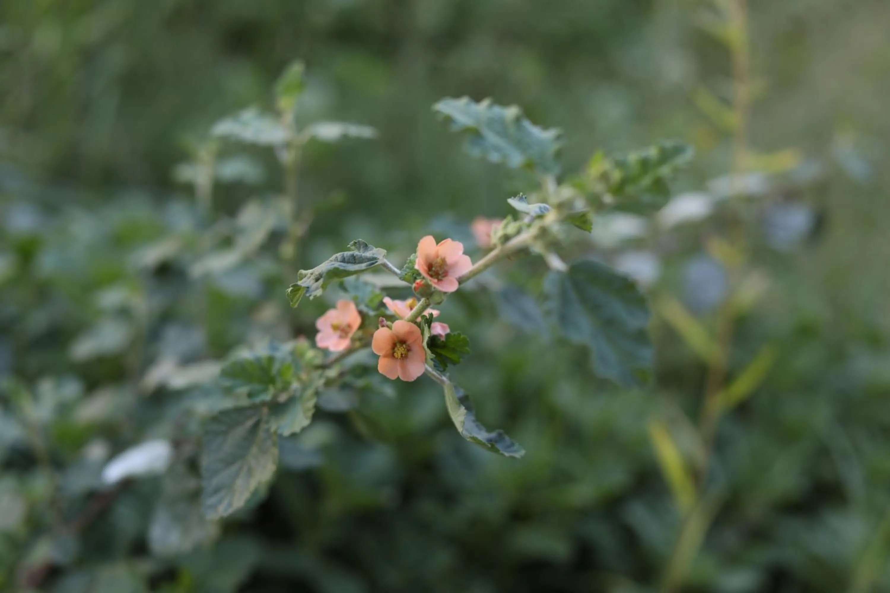 Garden in The Royal Fischer Hotel