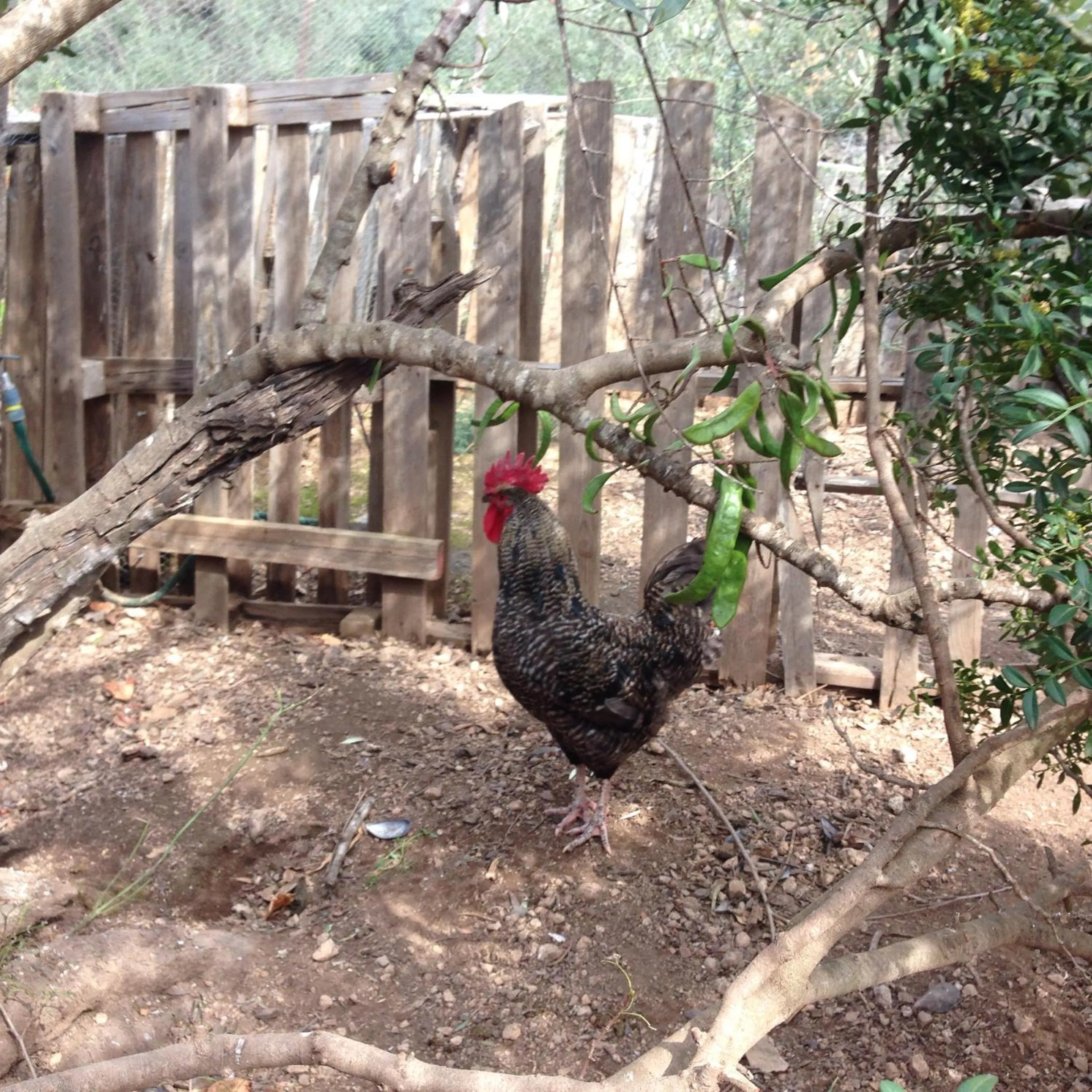 Garden in Finca Florecer