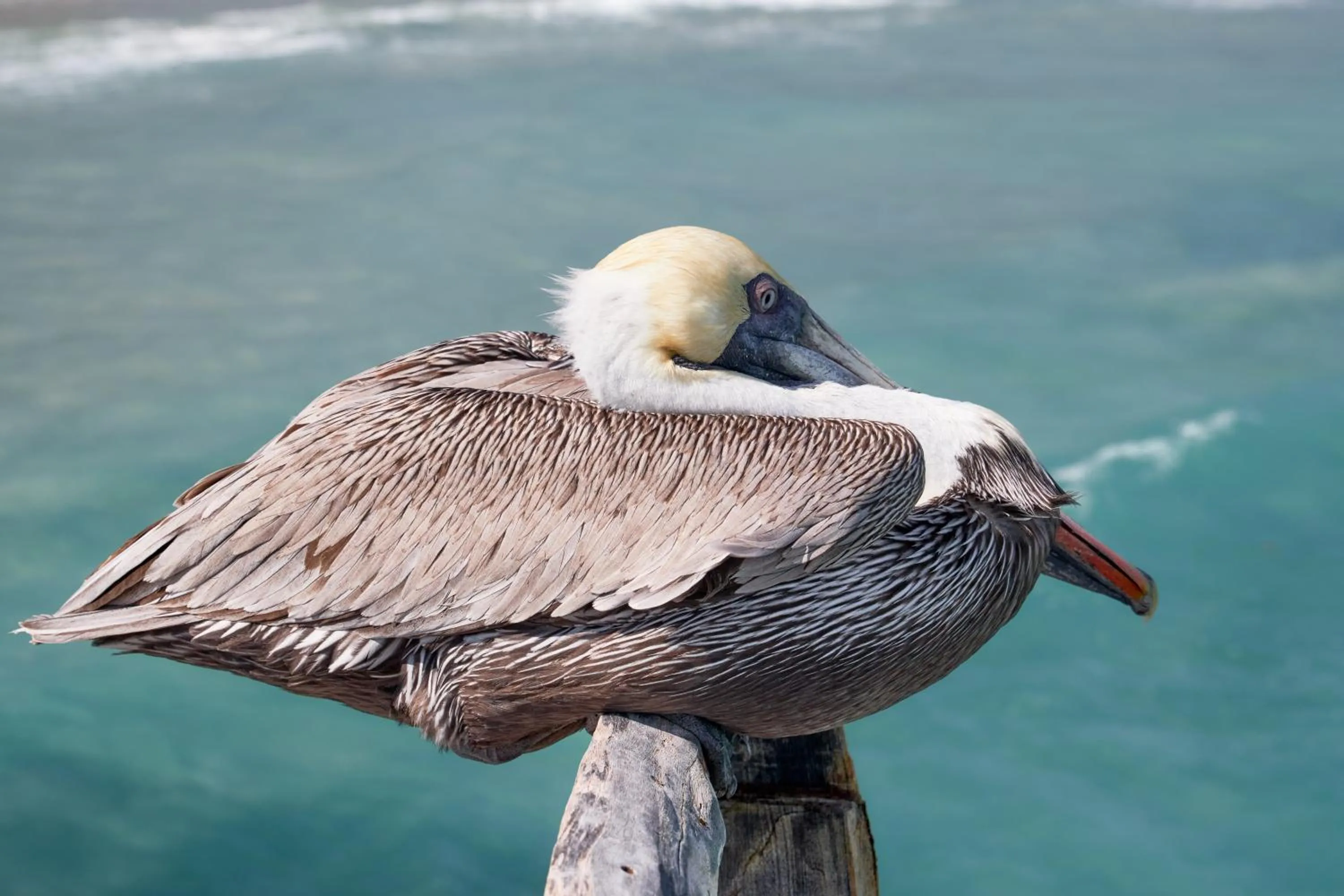 Natural landscape in Hotel Isamar Galapagos Beachfront