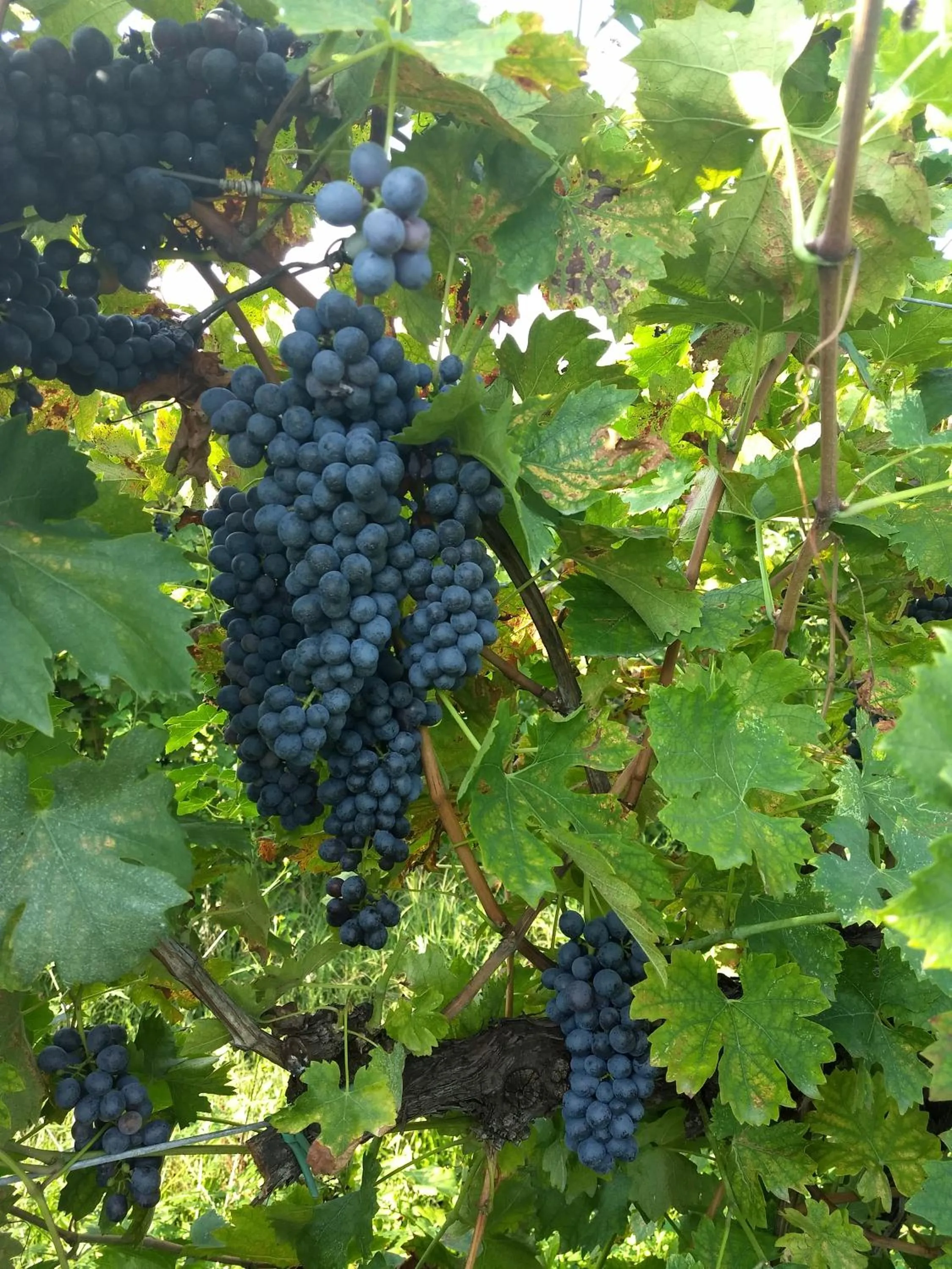 Garden in Residenza Pastrengo