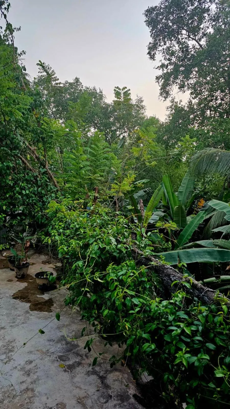 Garden view in Galle Paradise Inn