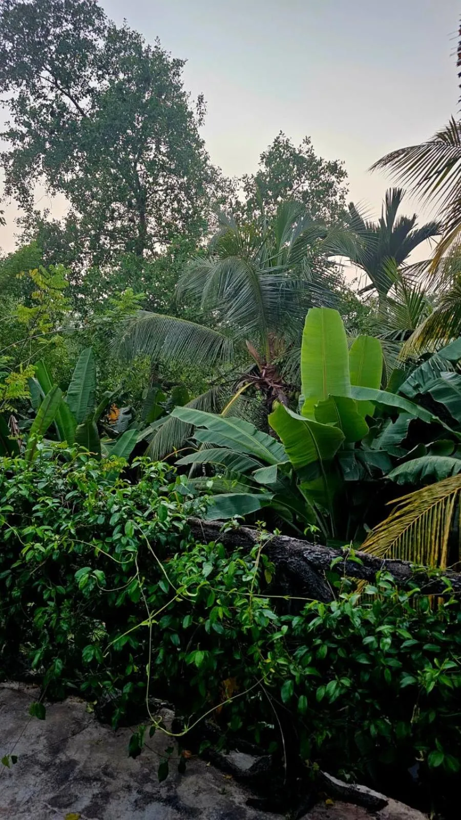 Garden view in Galle Paradise Inn