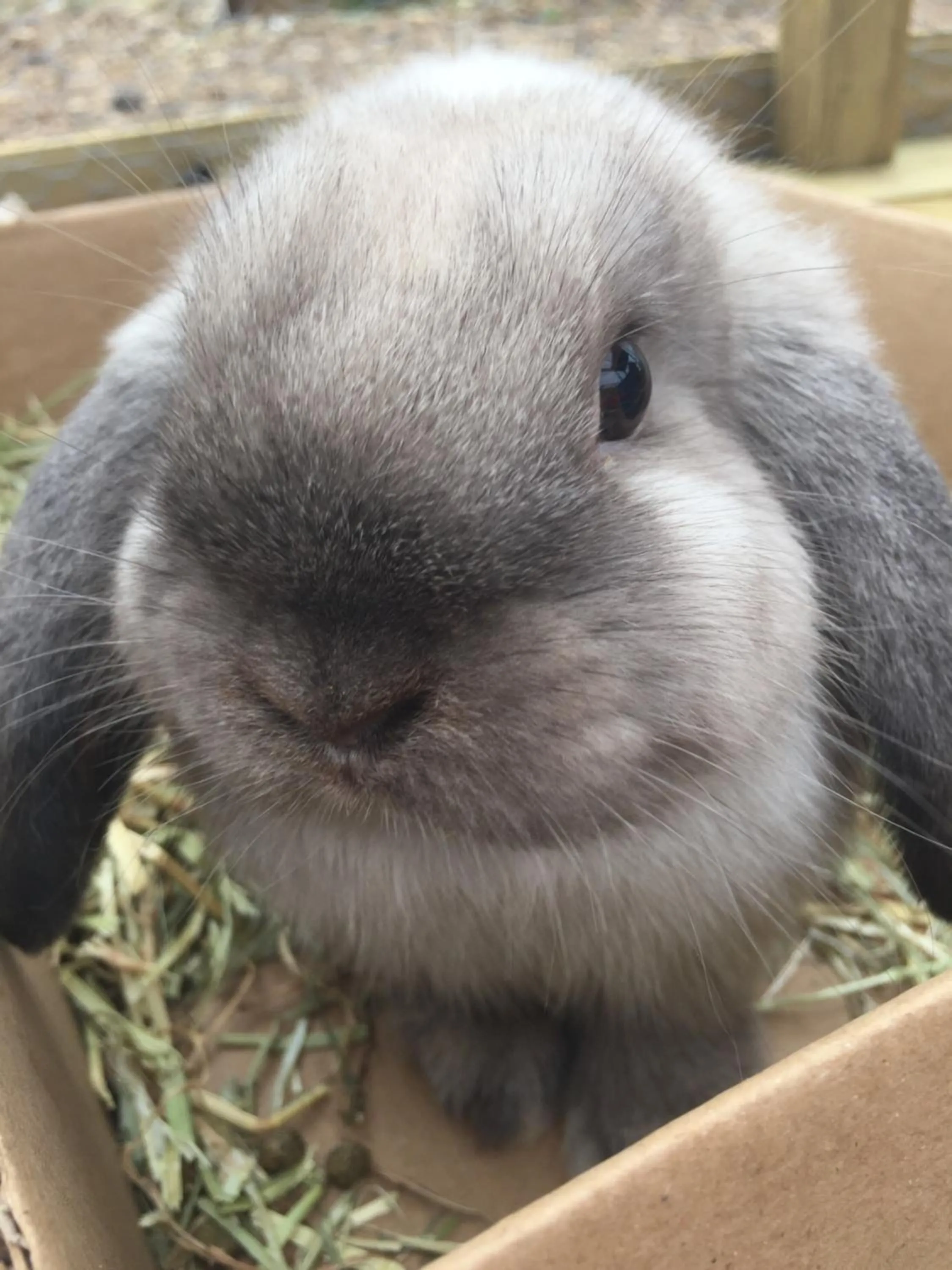 Animals in Willow Court Farm Studio South & Petting Farm, 8 mins from Legoland & Windsor, 15 mins from Lapland UK