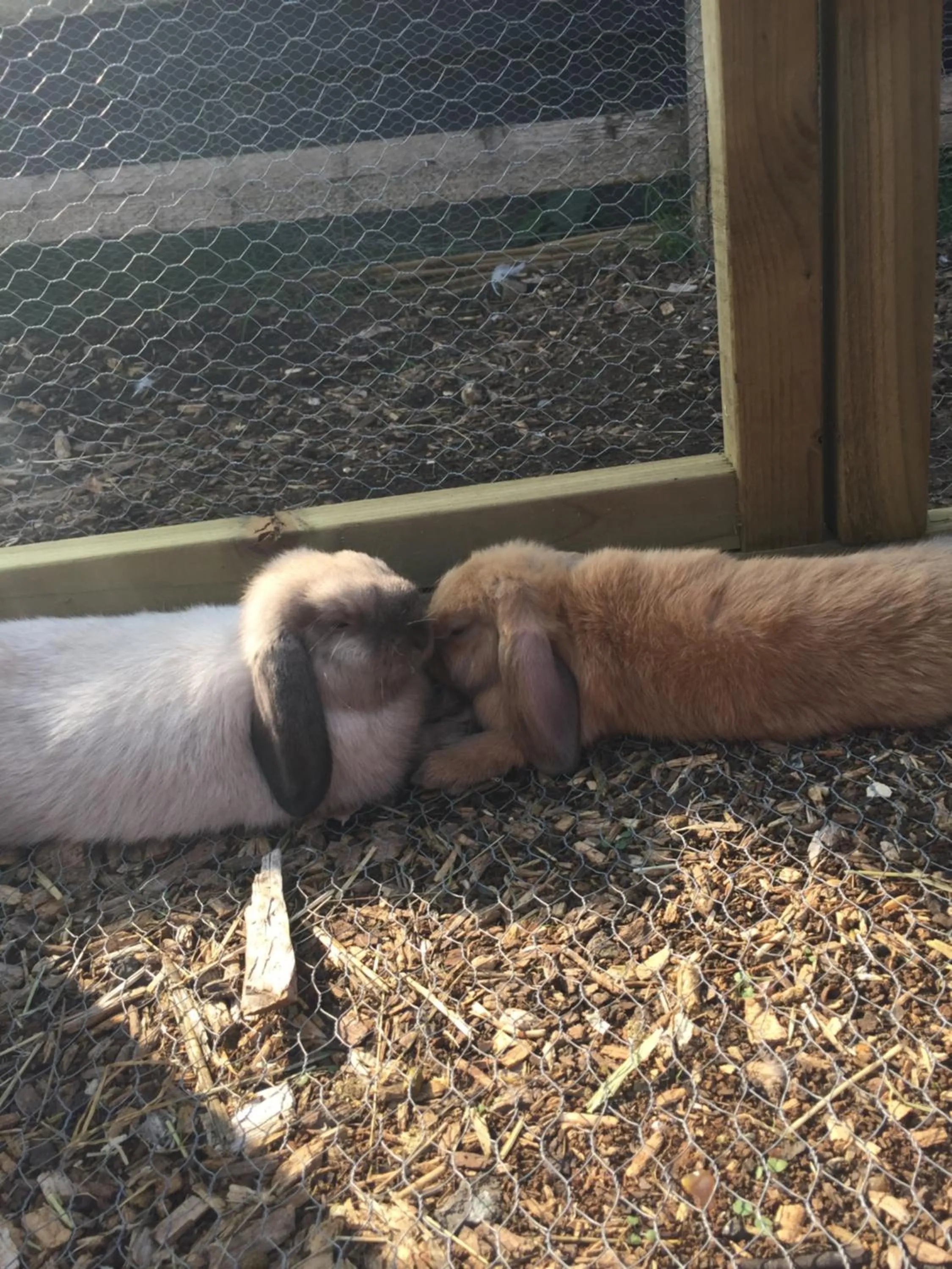 Animals in Willow Court Farm Studio South & Petting Farm, 8 mins from Legoland & Windsor, 15 mins from Lapland UK