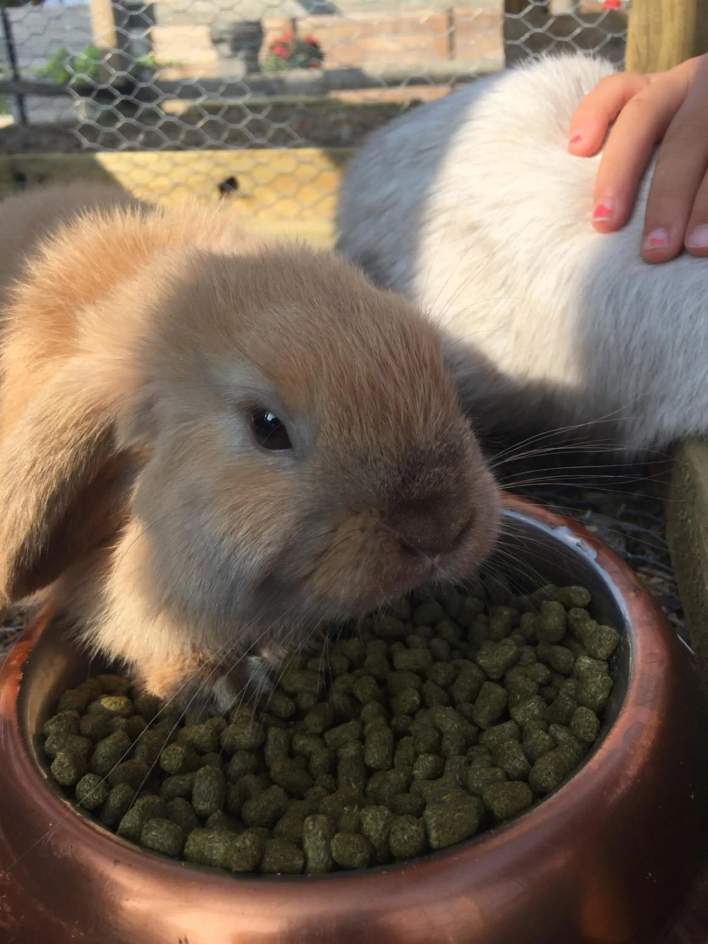 Animals in Willow Court Farm Studio South & Petting Farm, 8 mins from Legoland & Windsor, 15 mins from Lapland UK