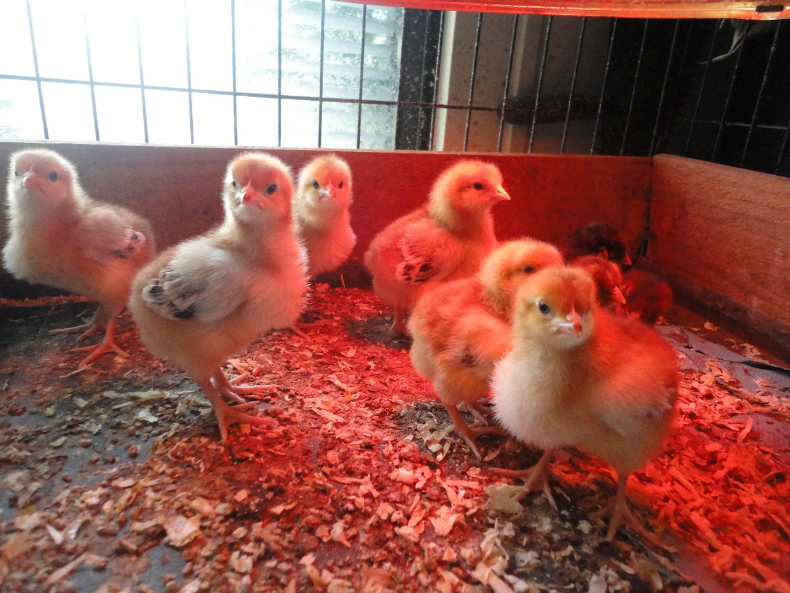 Animals in Willow Court Farm Studio South & Petting Farm, 8 mins from Legoland & Windsor, 15 mins from Lapland UK