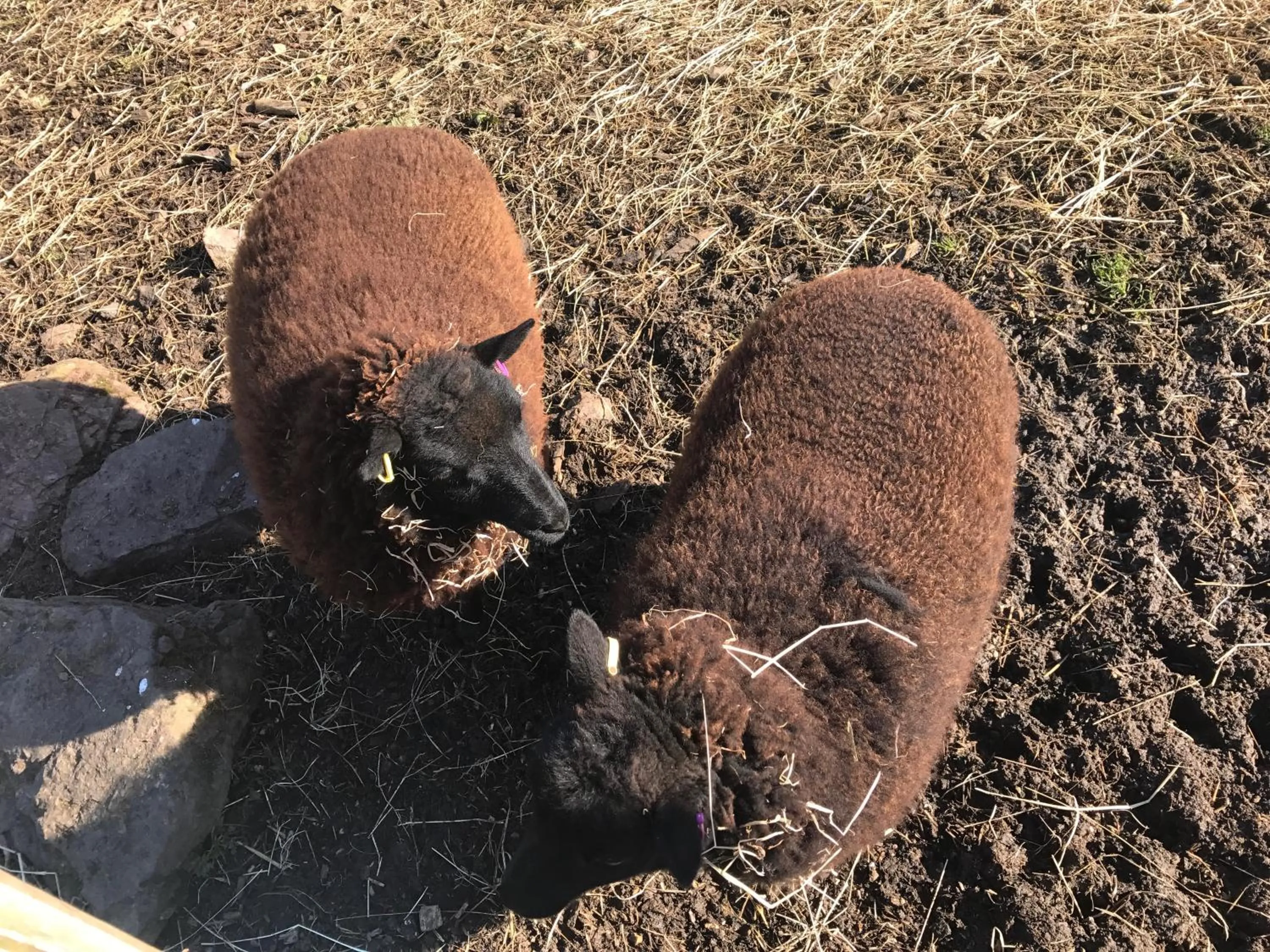 Animals in Willow Court Farm Studio South & Petting Farm, 8 mins from Legoland & Windsor, 15 mins from Lapland UK