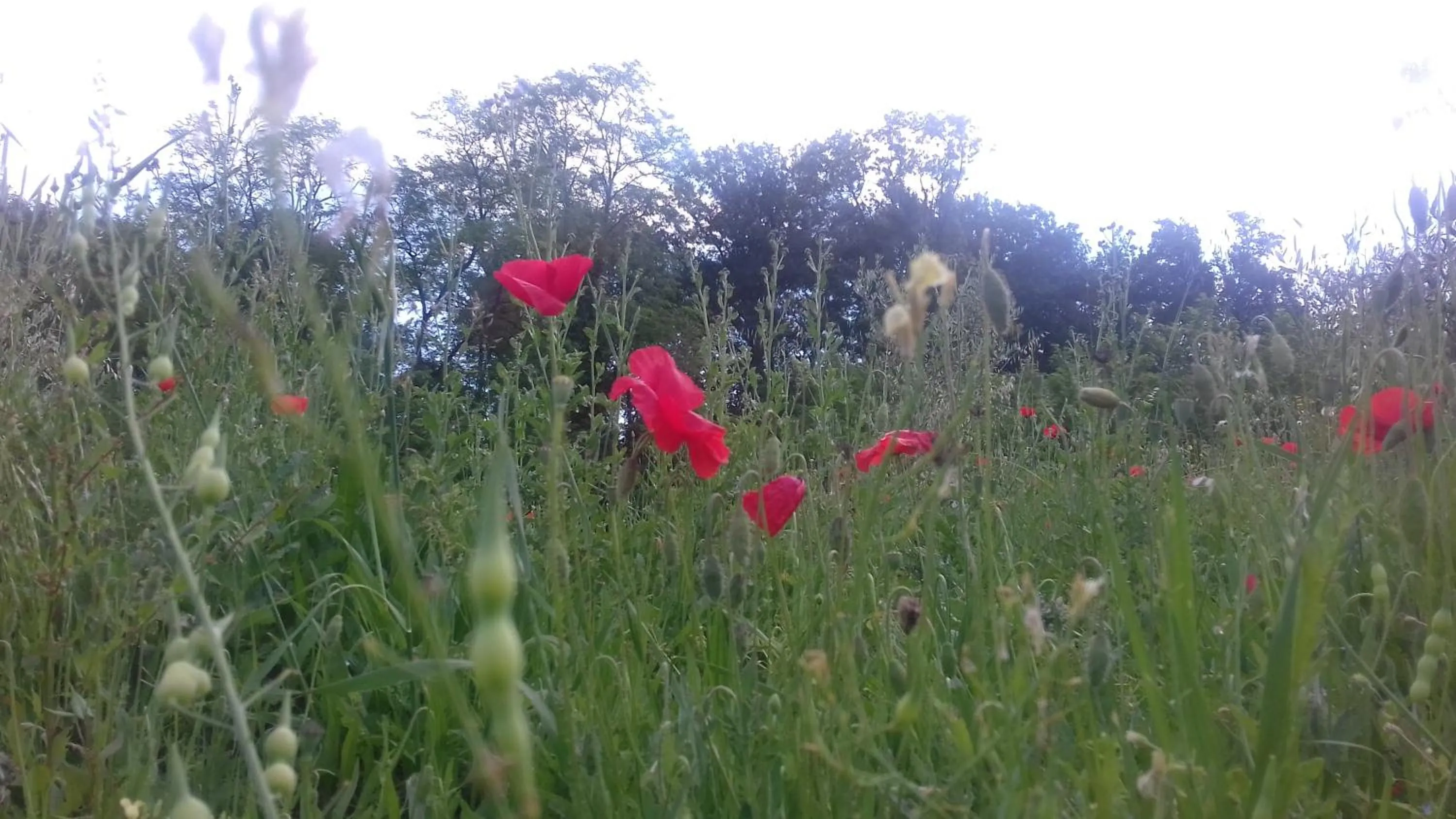 Garden view in Villa Agnolaccio Residenza d'Epoca