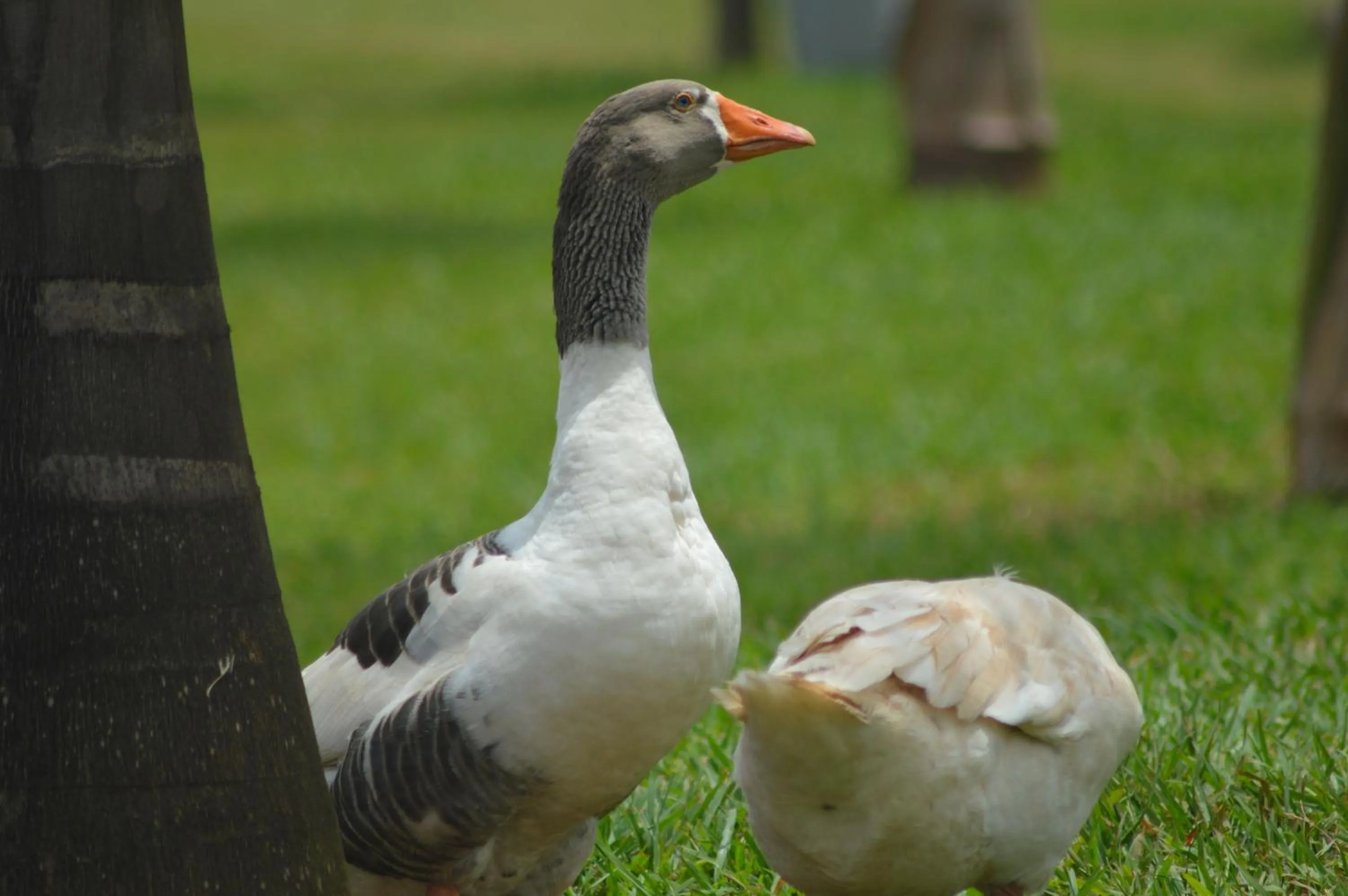 Animals in Forest Park Resort