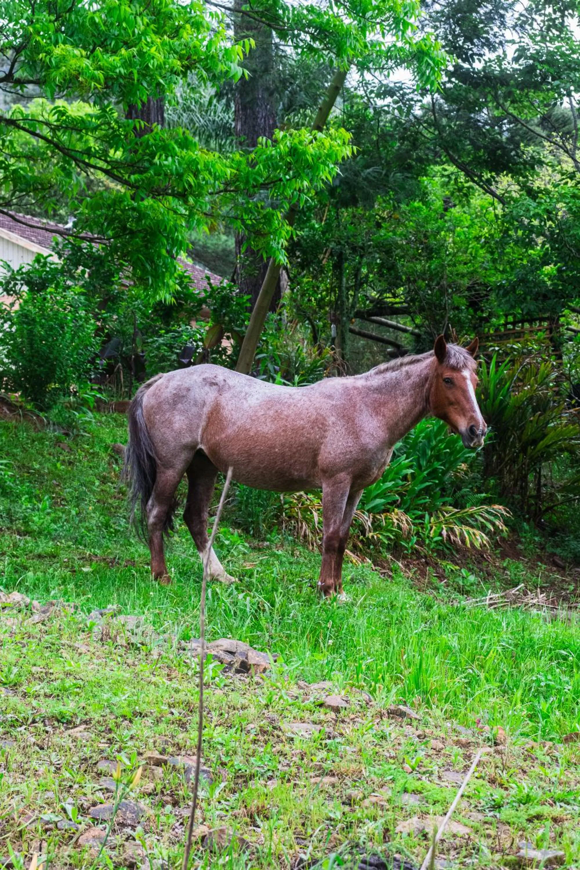 Garden view in Recanto Vó Eni