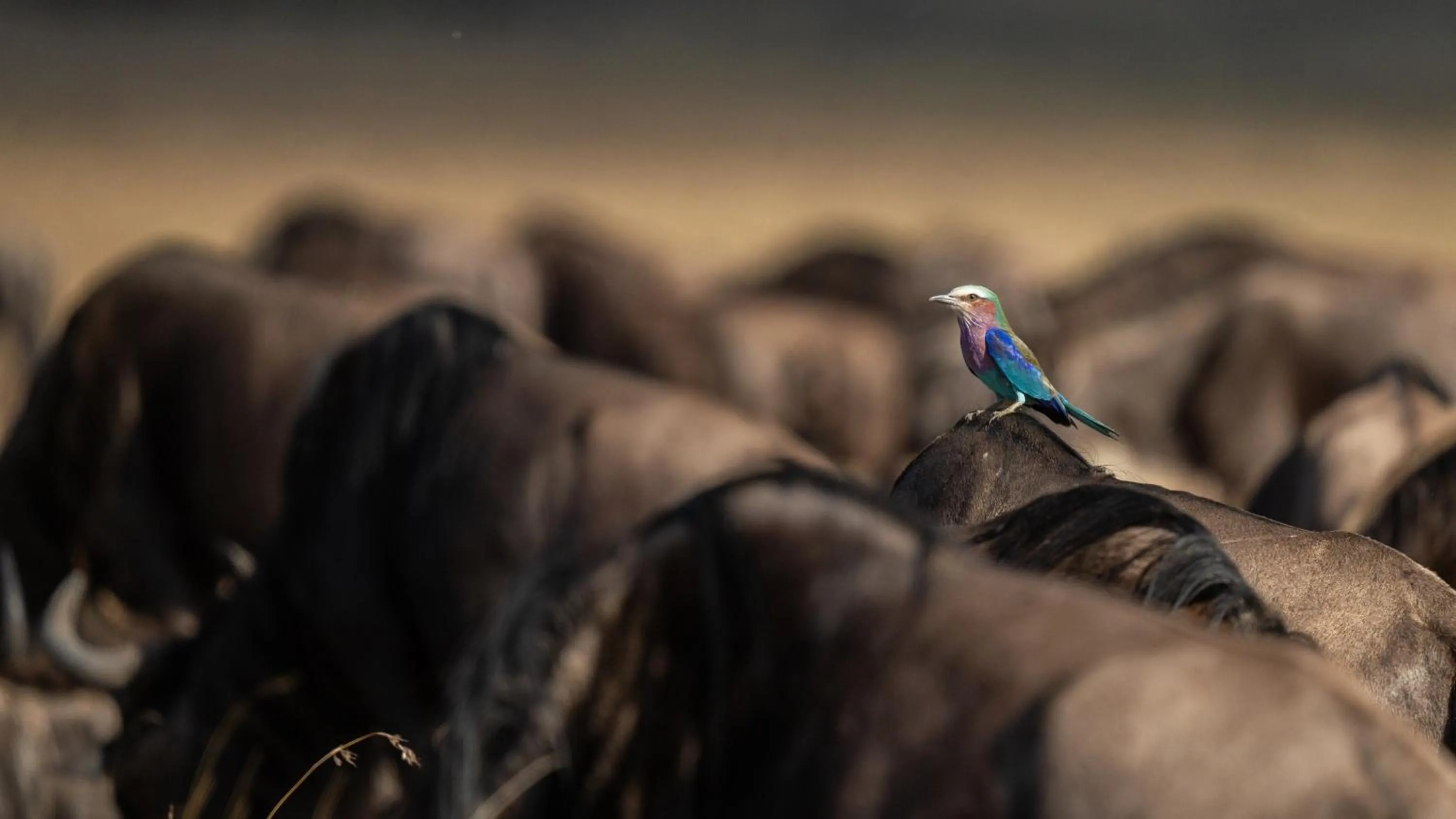 Animals in Royal Mara Safari Lodge