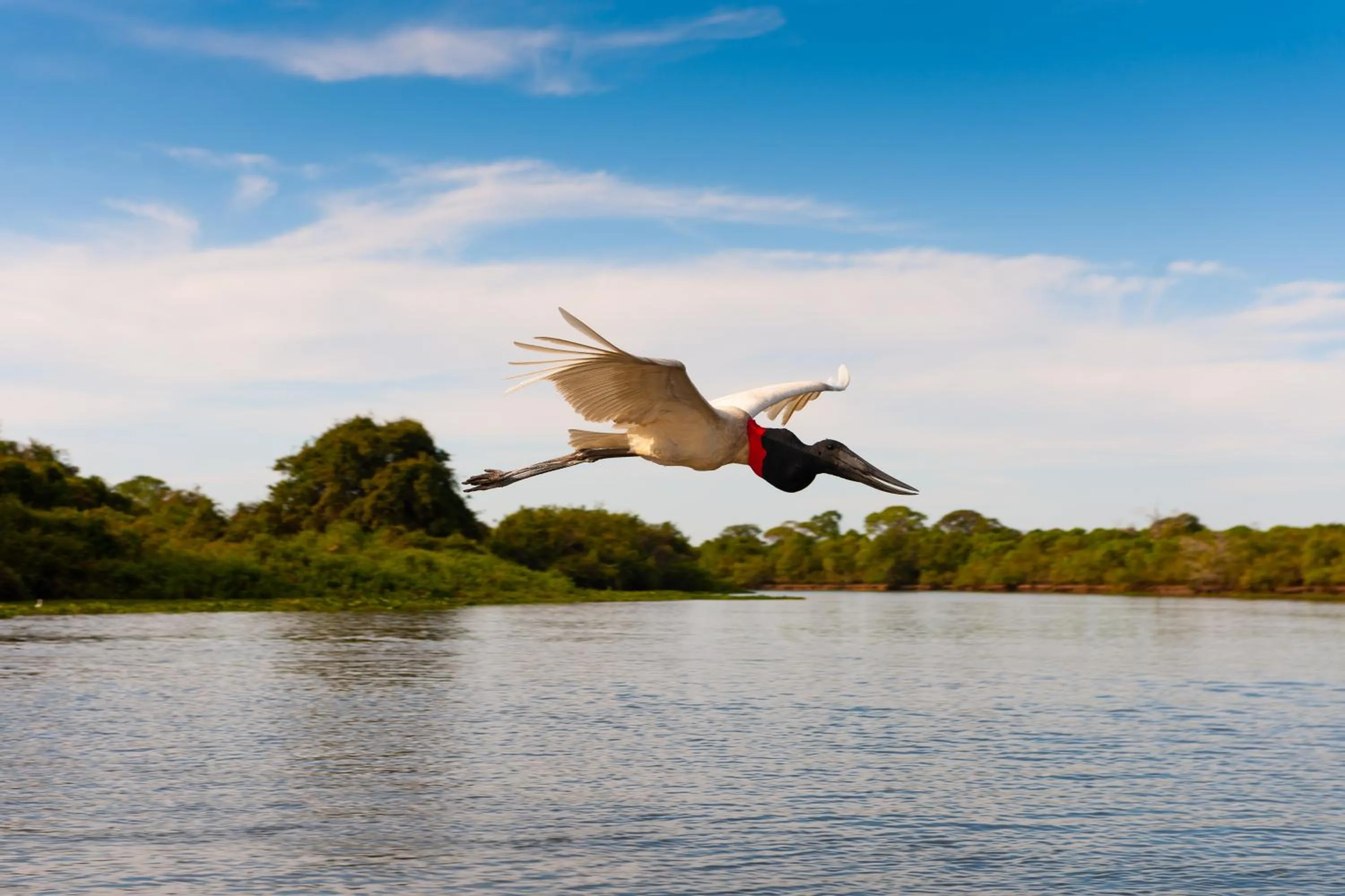 Animals in Pousada Rio Claro