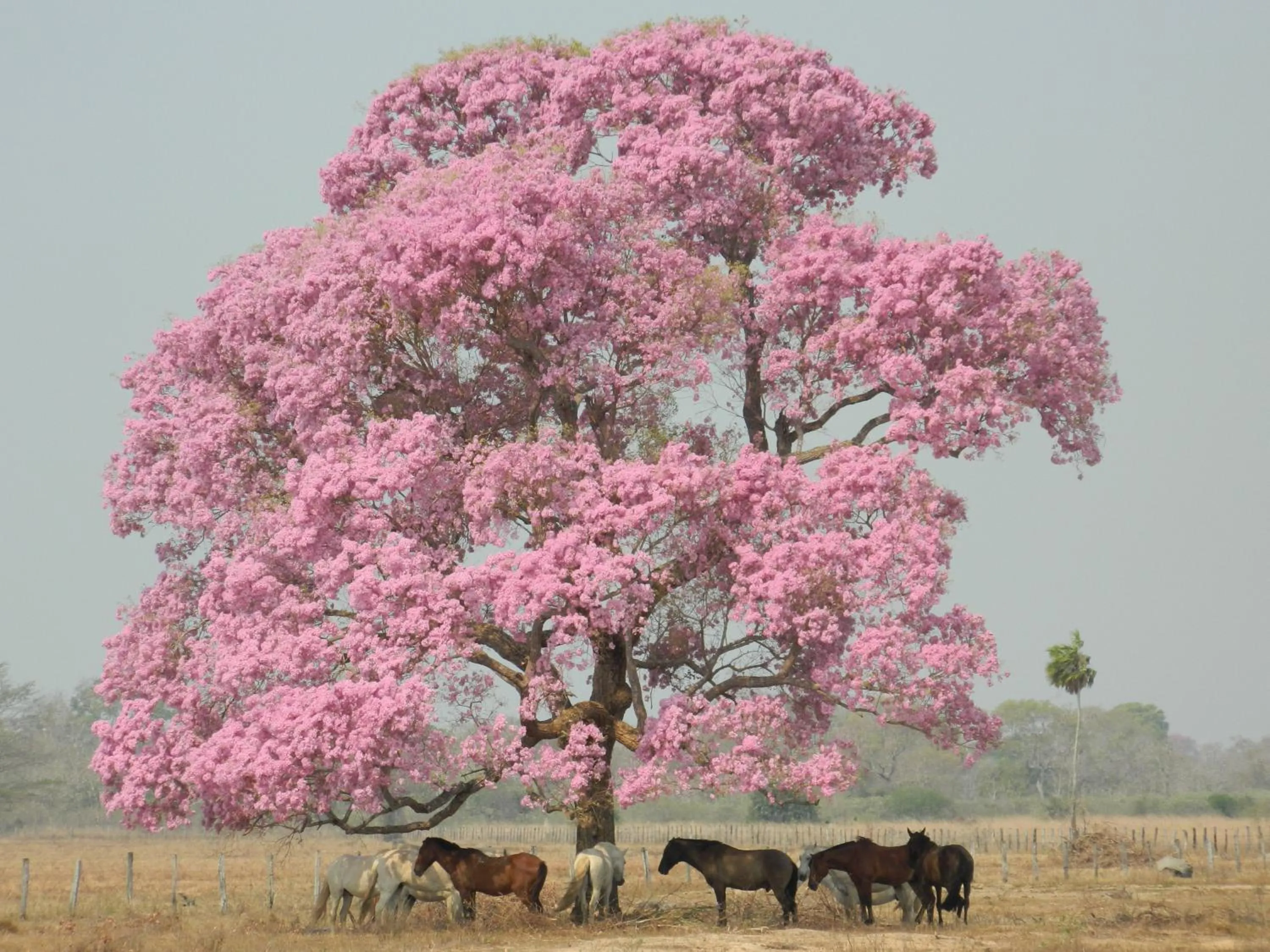 Spring in Pousada Rio Claro