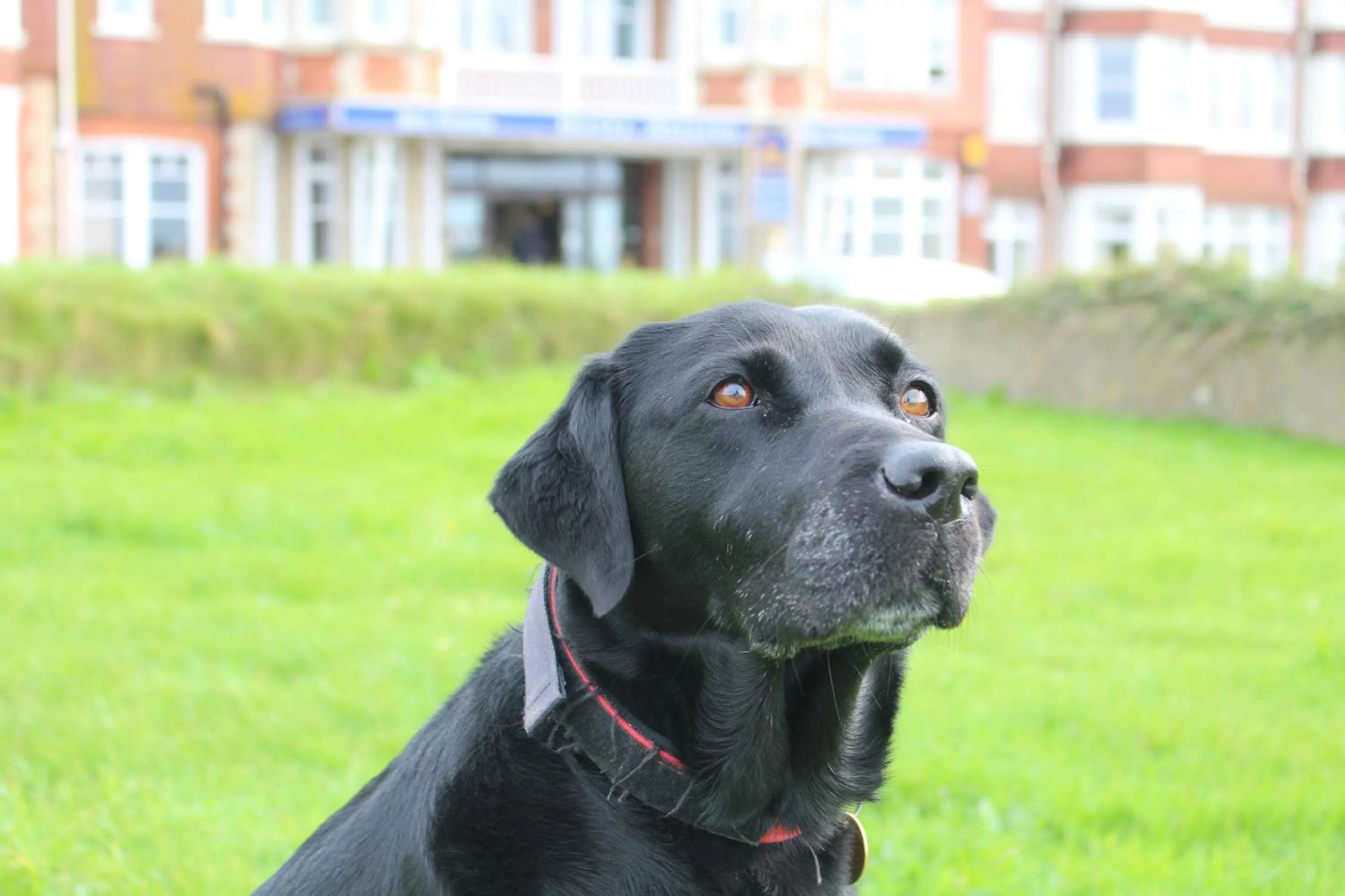 Pets, Garden in Best Western Hotel Bristol