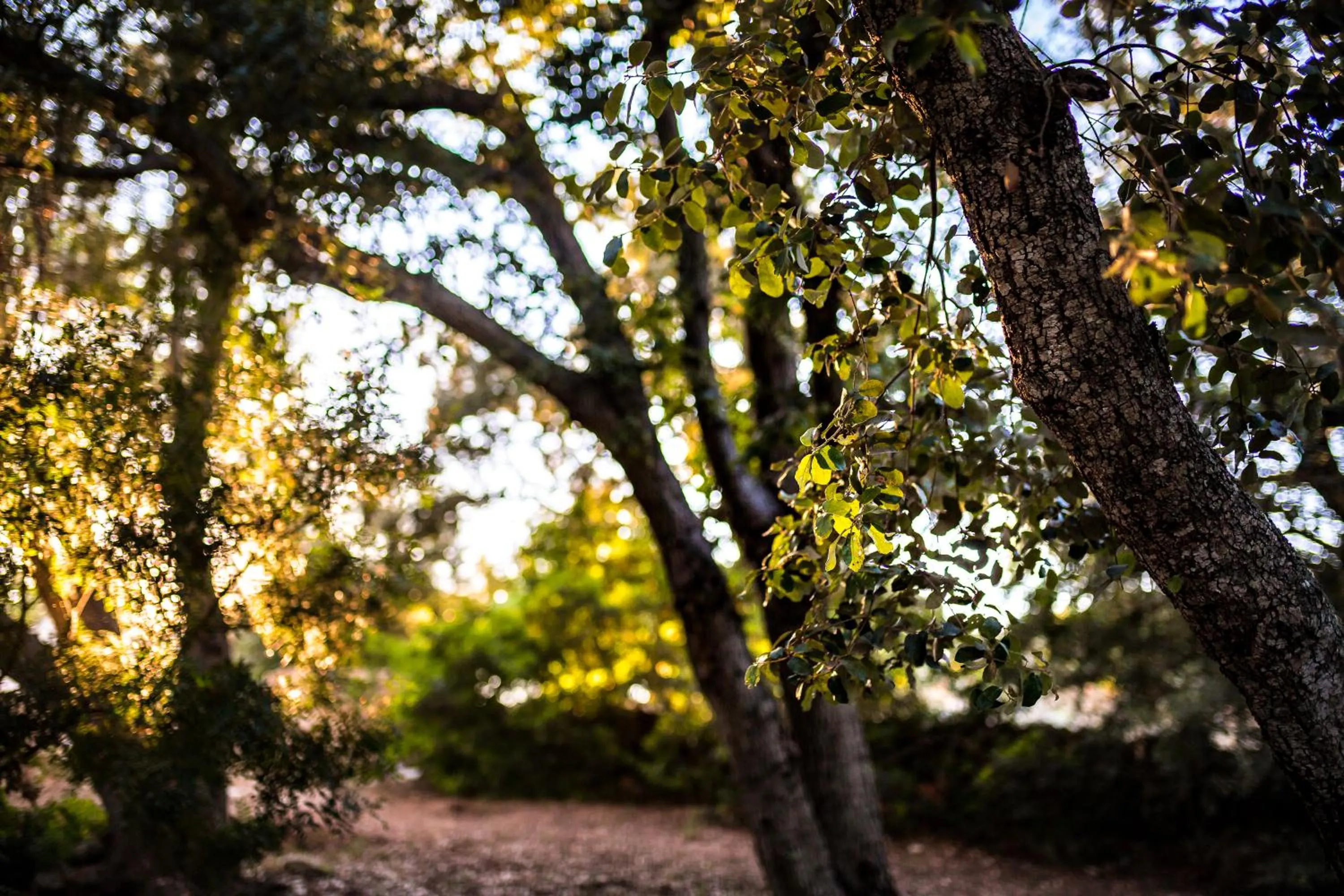Garden in Agroturismo Ses Vistes