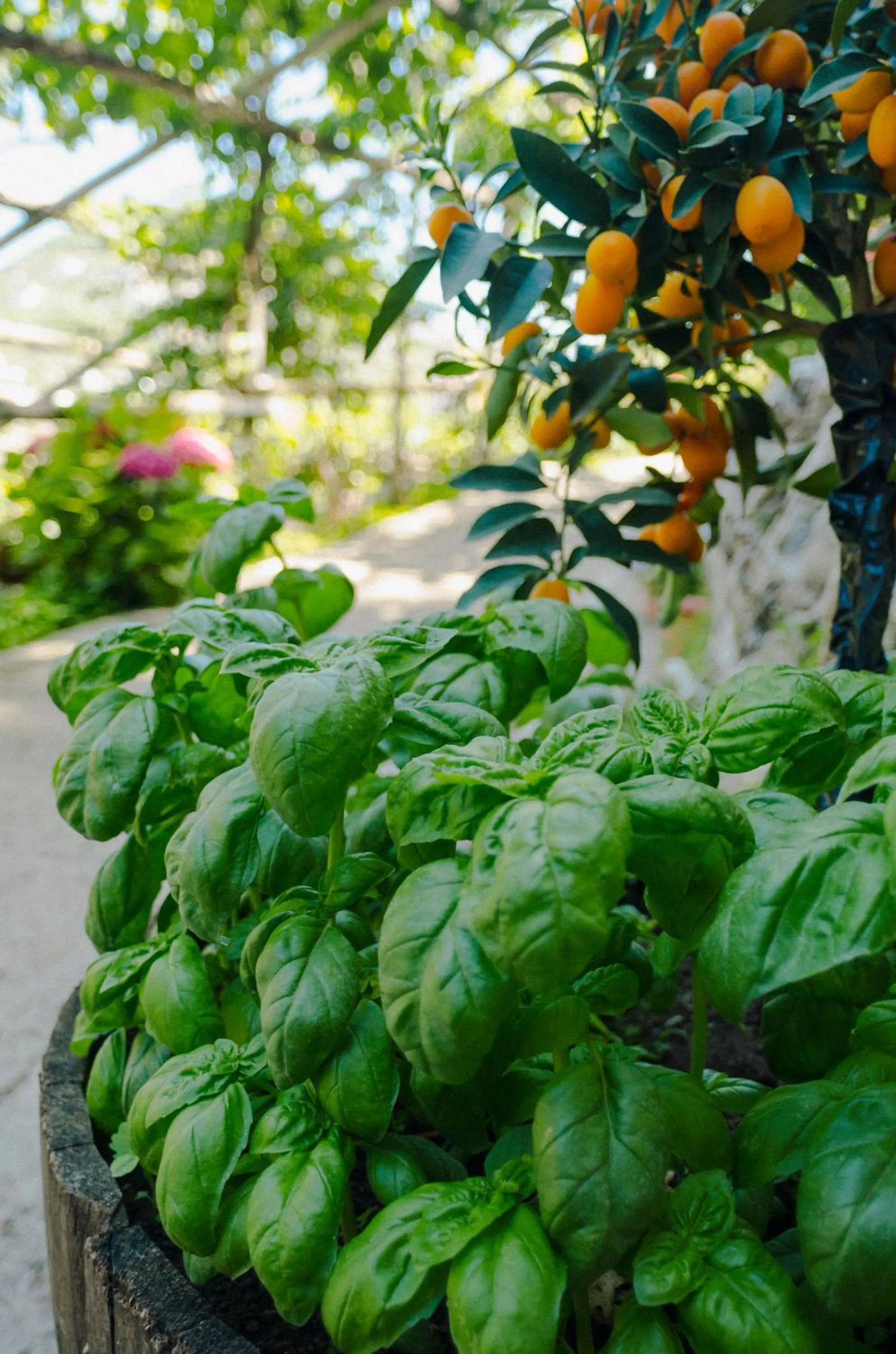 Summer in Rosa e Valentino