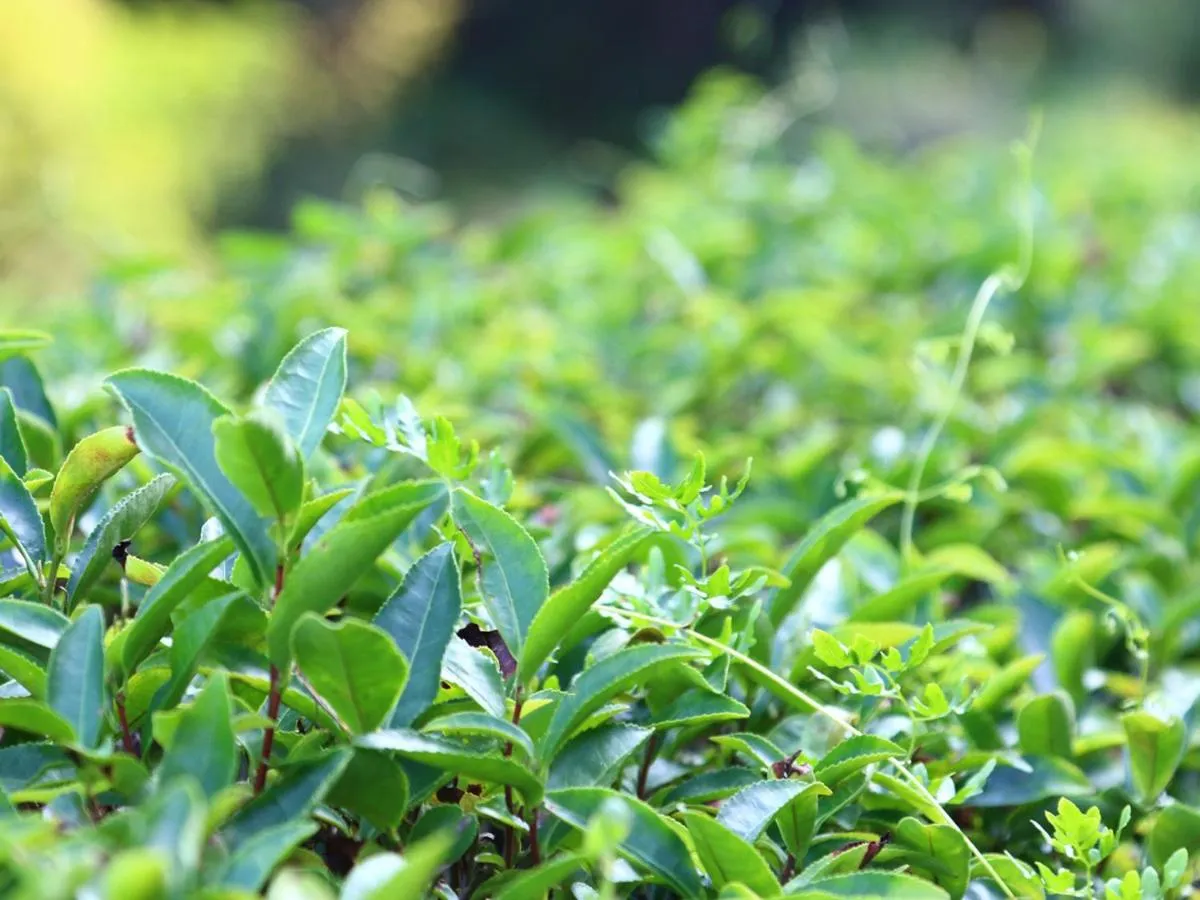 Area and facilities in Minshuku Ryokan Kawai