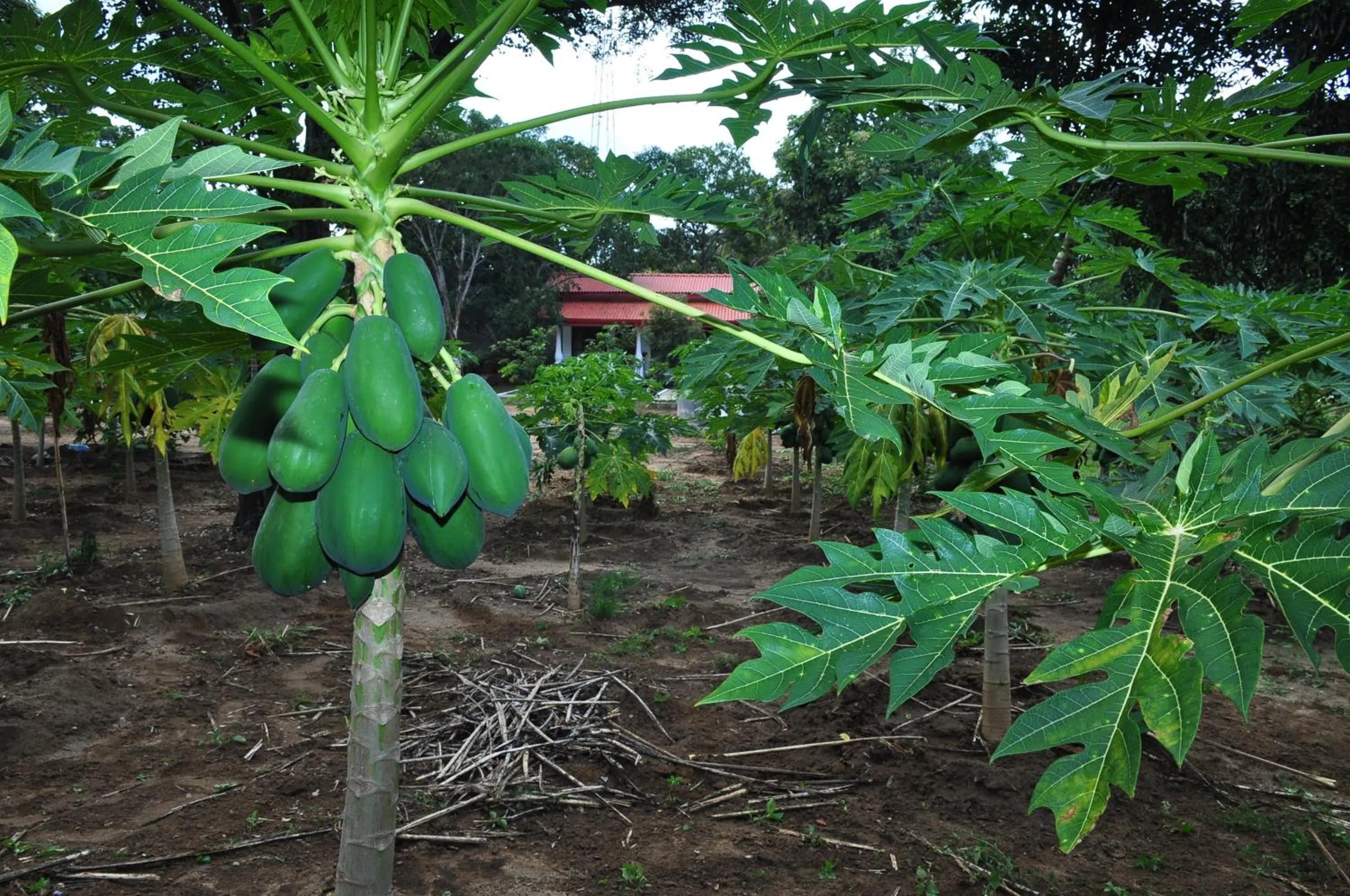 Food in Winmi Resort