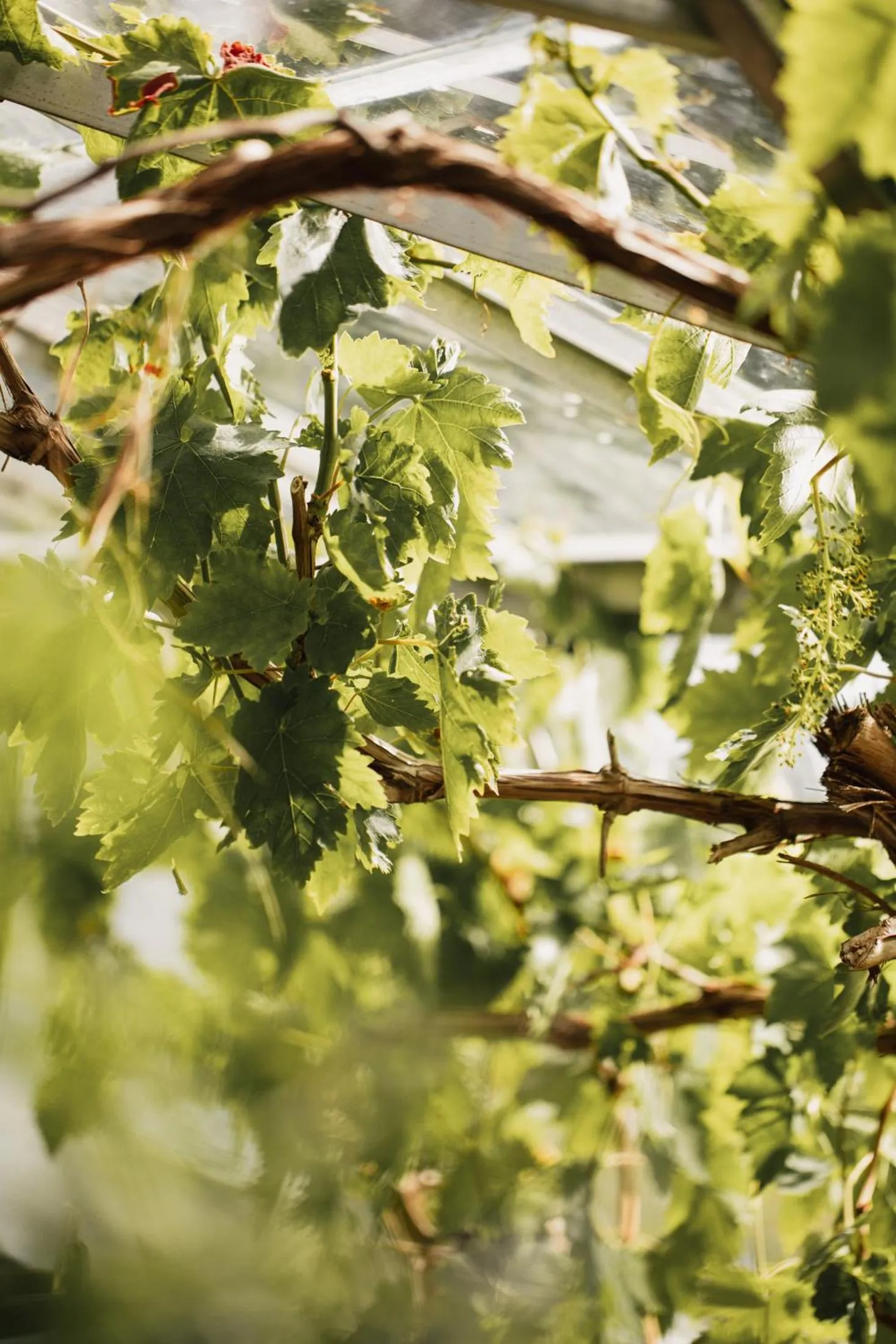 Garden in George Hotel