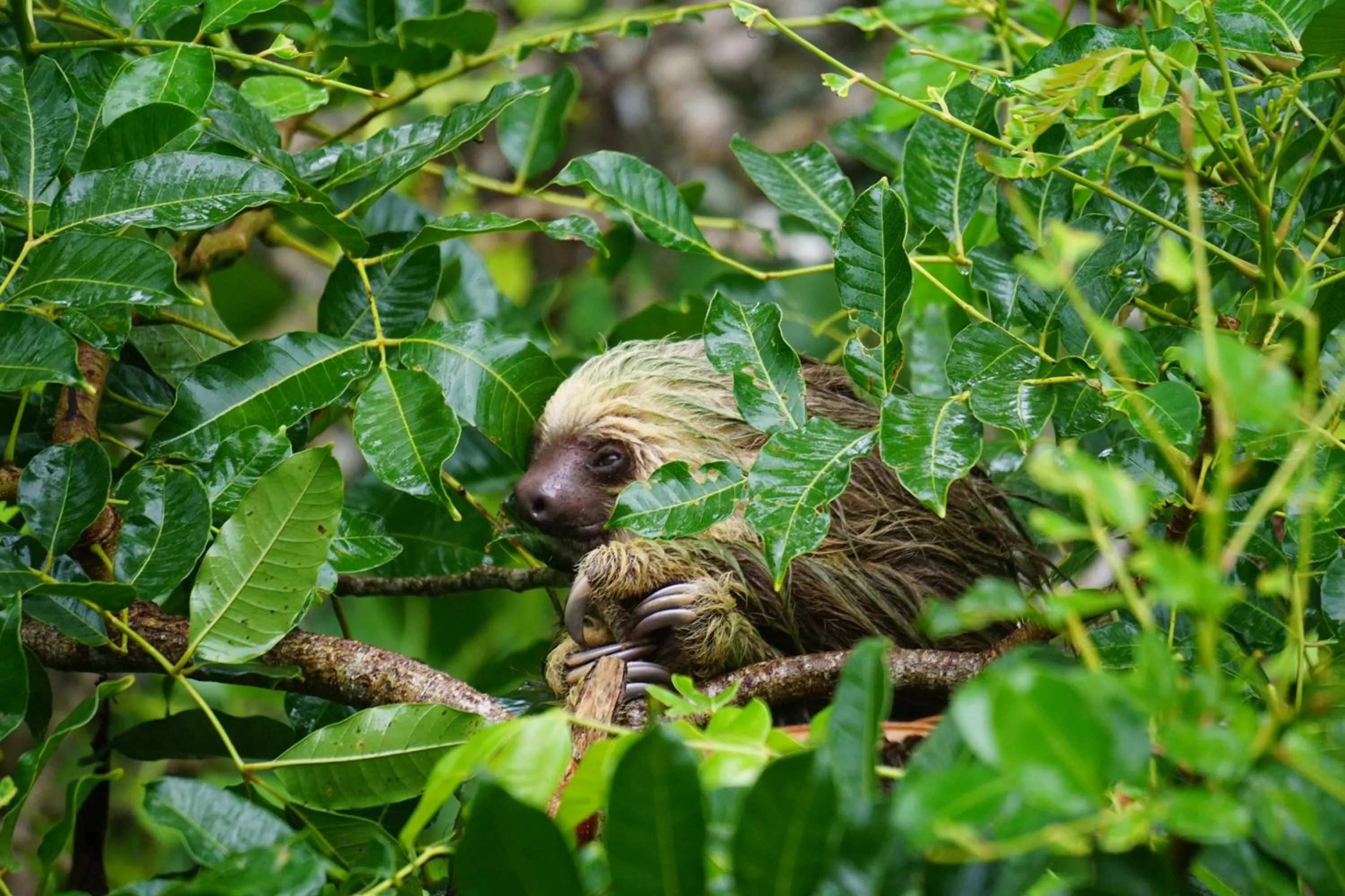 Animals in Oasis Bluff Beach