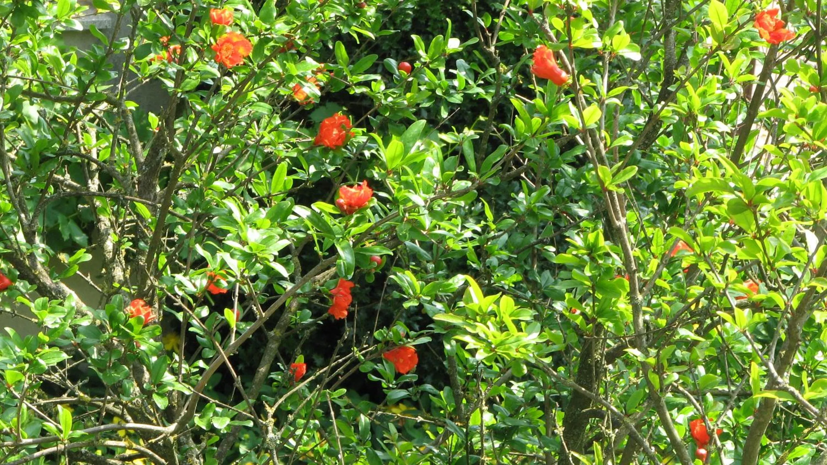 Garden view in B&B Il Glicine di Basiglio