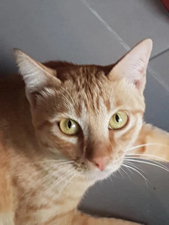 Pets in Bamboo Garden