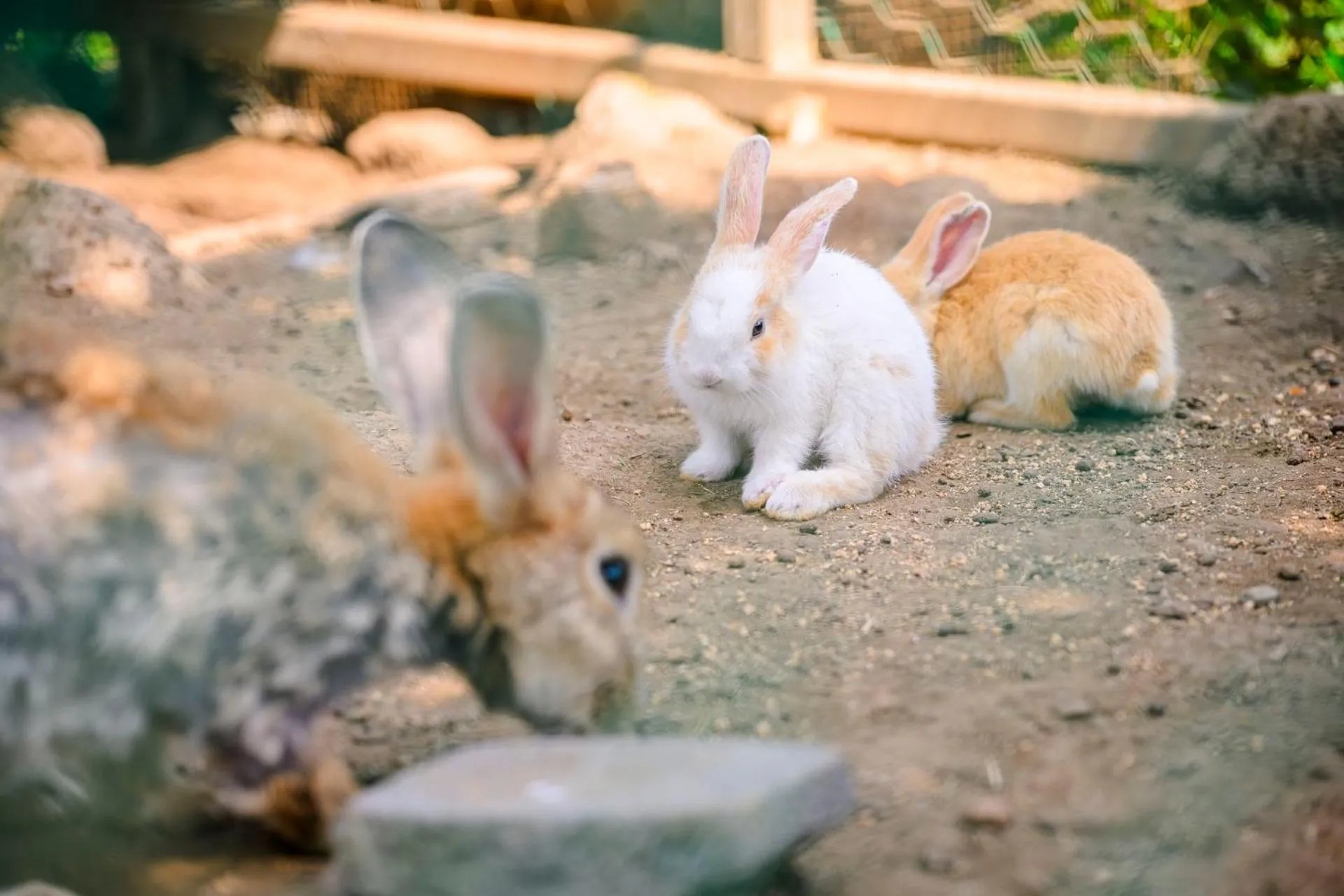 Neighbourhood in Jeju M Resort