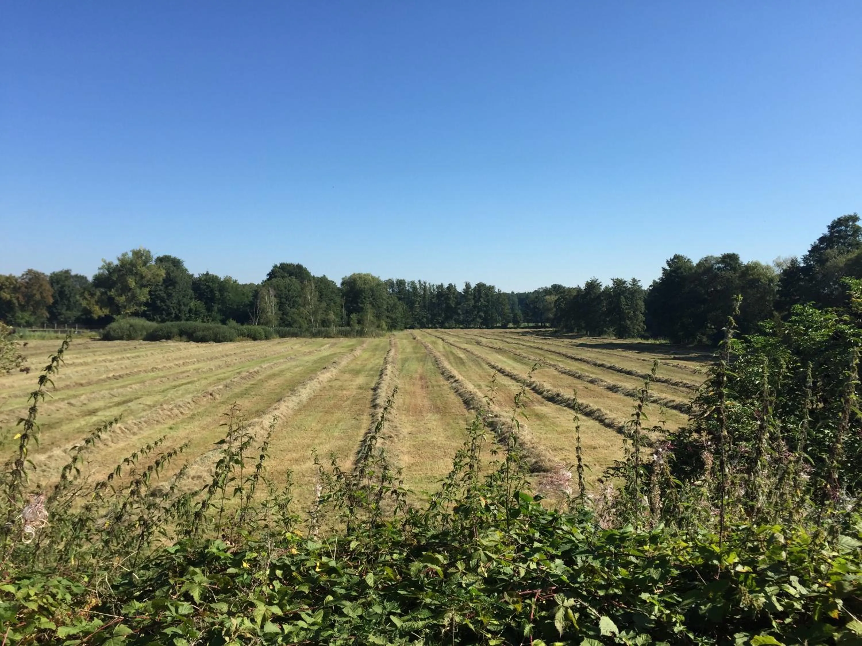 Natural landscape in Alwine - Landhaus an den Spreewiesen