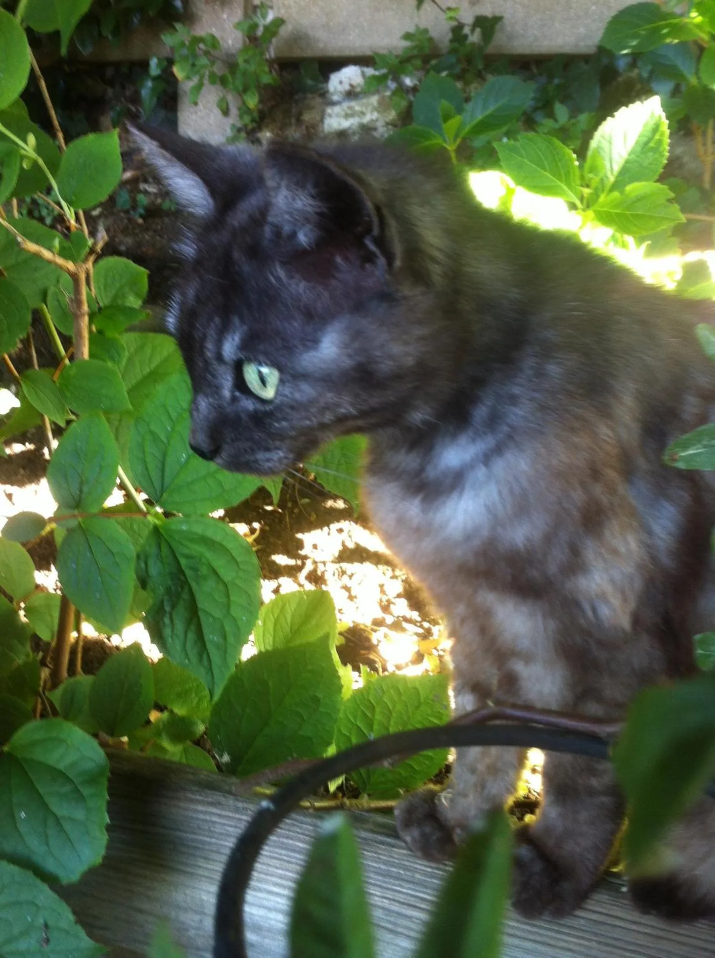 Other in Les chambres du Chat Perché