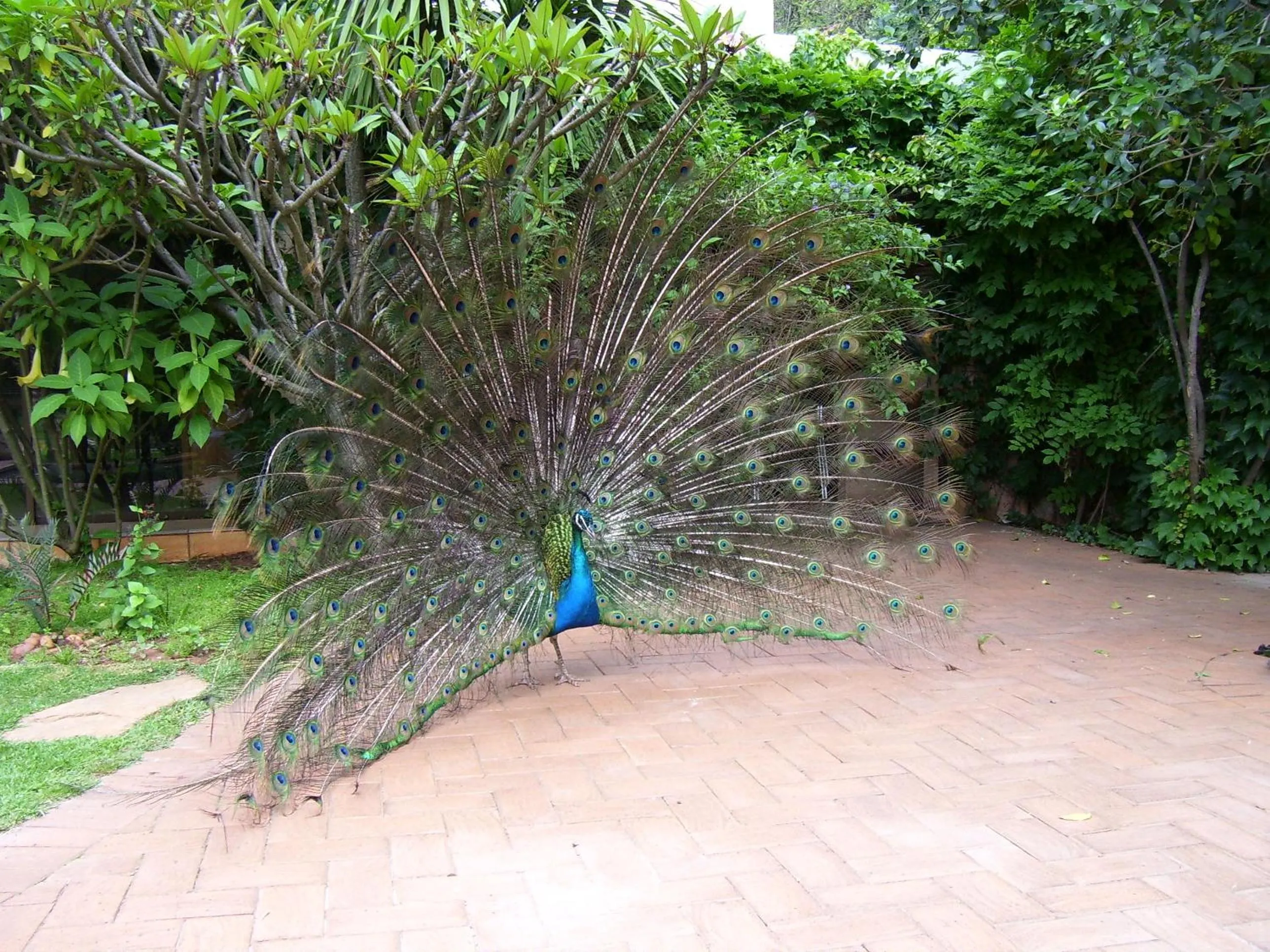 Garden in Foxwood House Boutique Hotel