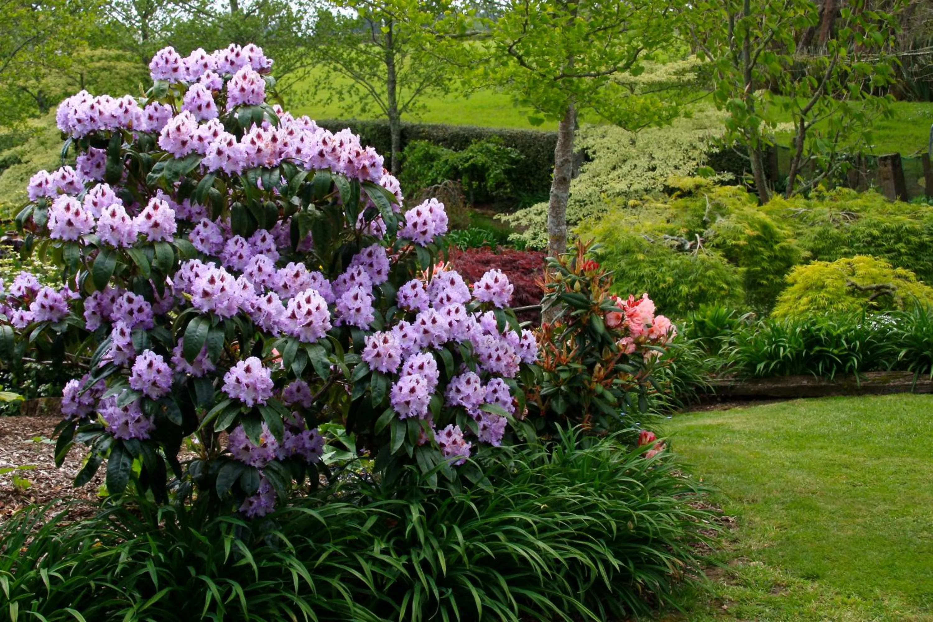 Garden in Kerry Lane Motel