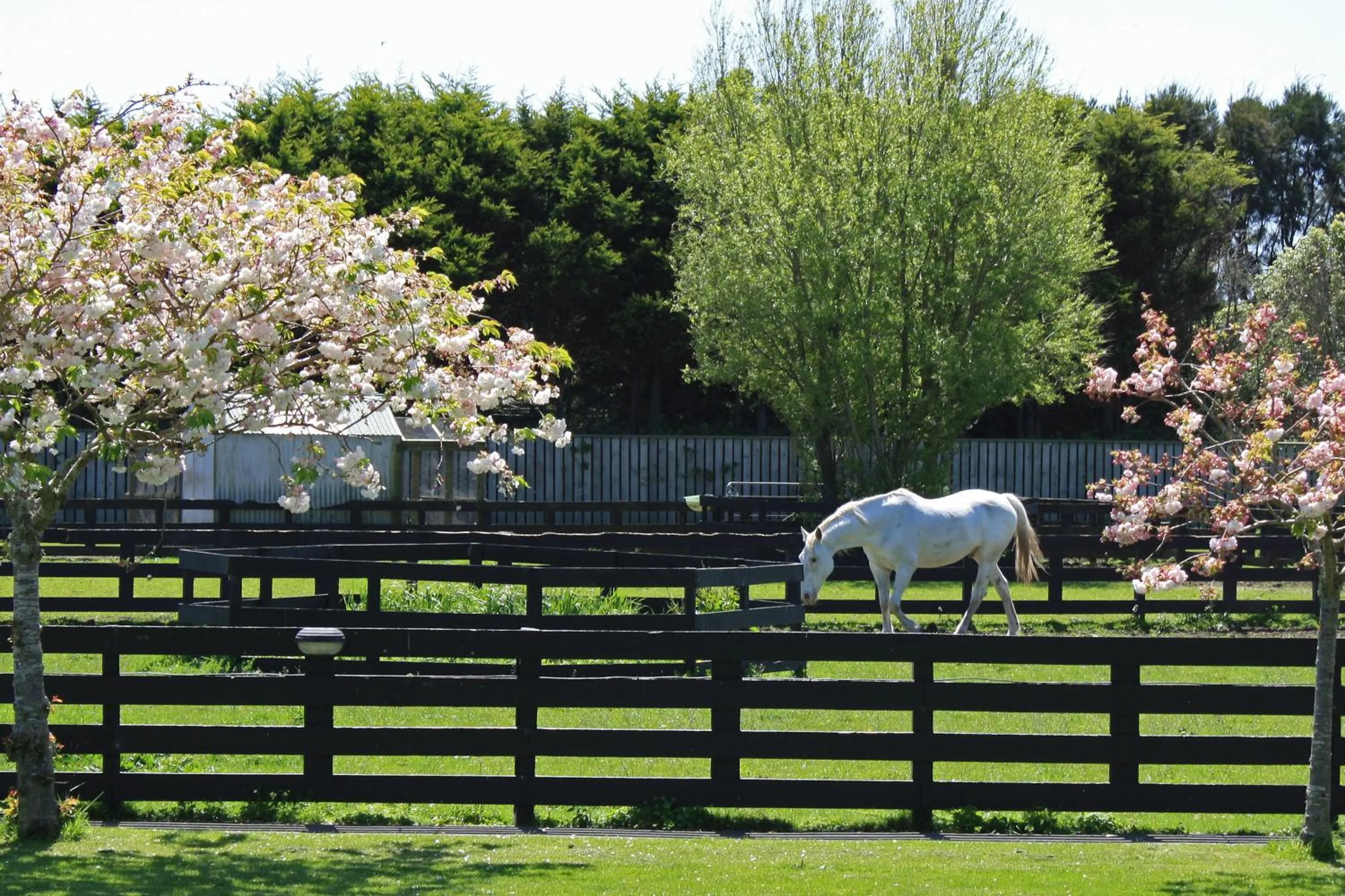 Animals in Kerry Lane Motel