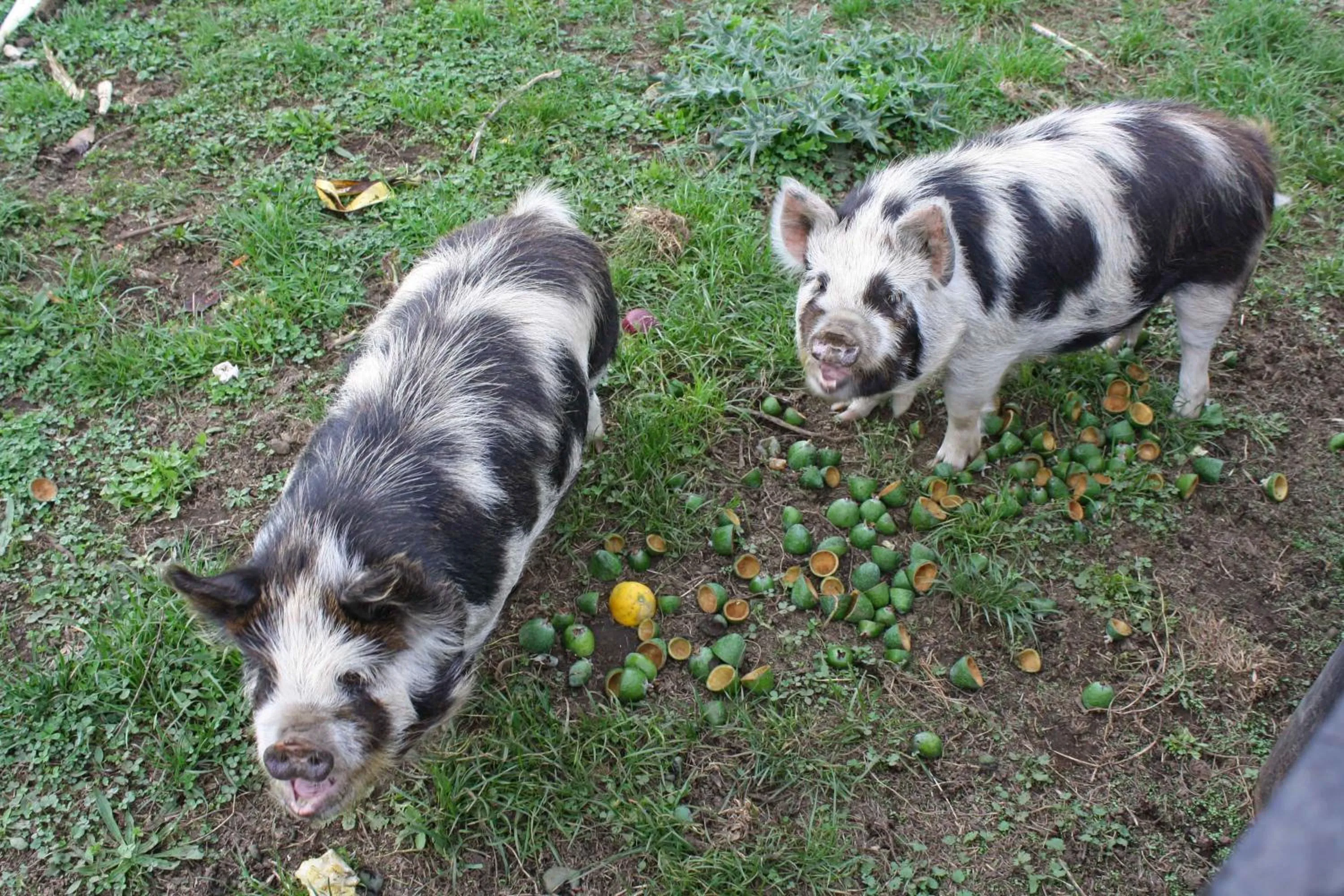 Animals in Kerry Lane Motel
