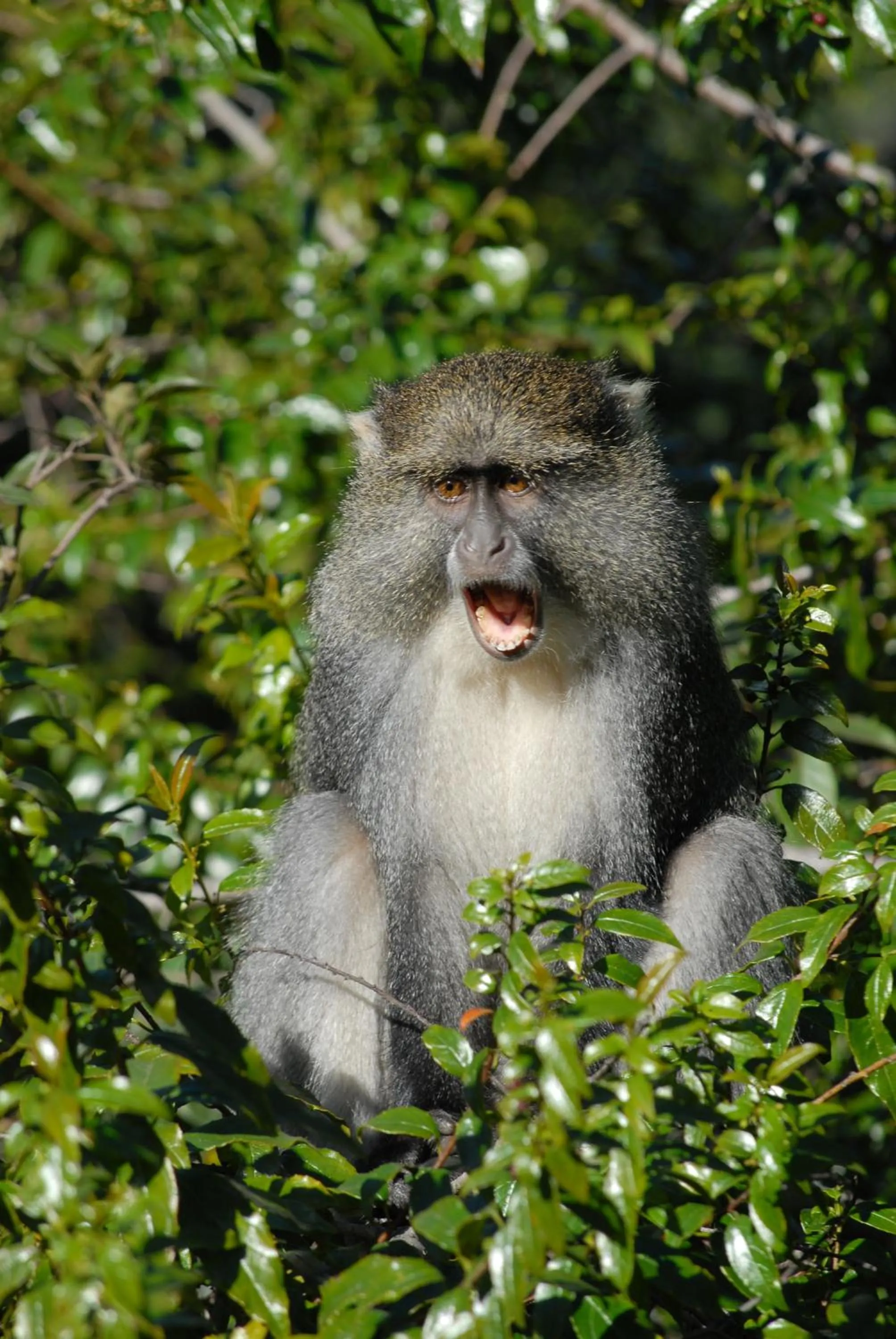Animals in Mount Sheba Rainforest Hotel - Mountain Spring Water