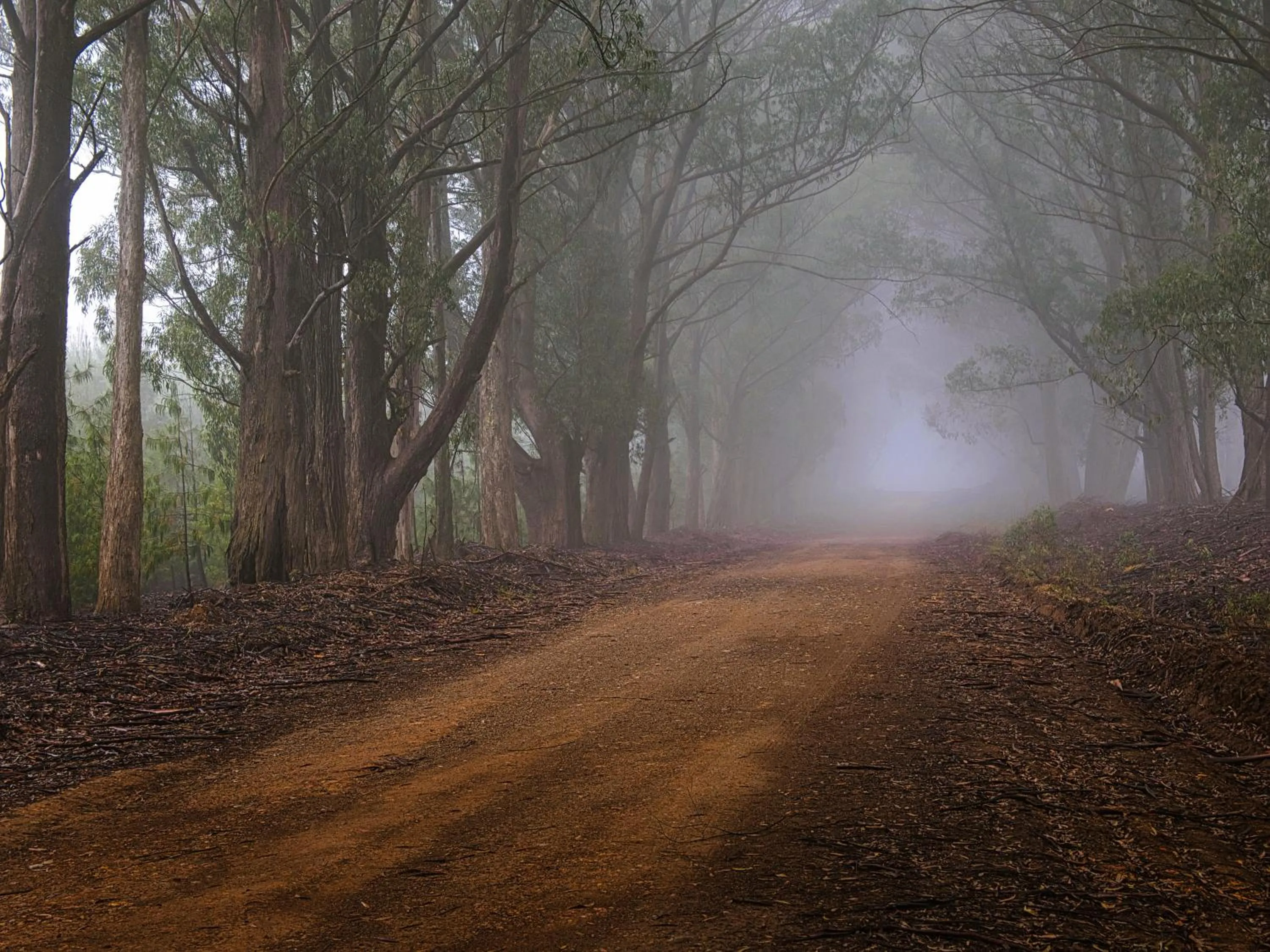 Natural landscape in Mount Sheba Rainforest Hotel - Mountain Spring Water