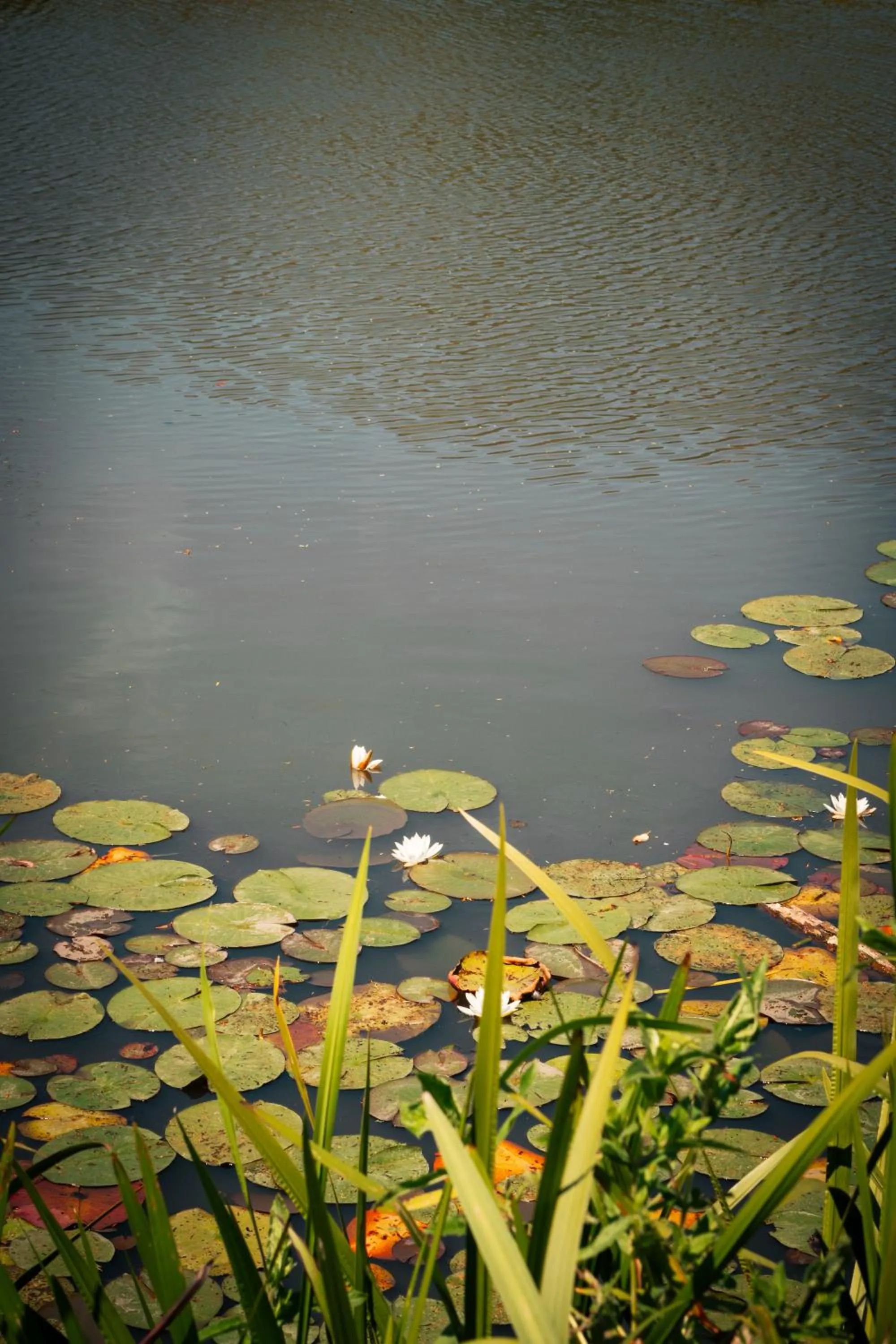 Lake view in Nutfield Priory Hotel & Spa