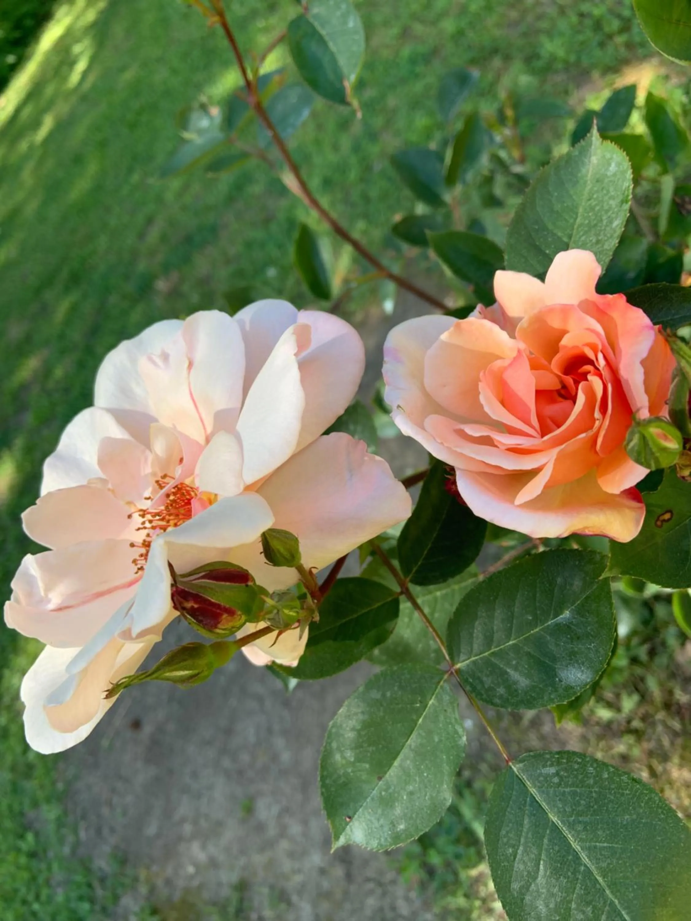 Garden in Le dimore de Il borgo del balsamico