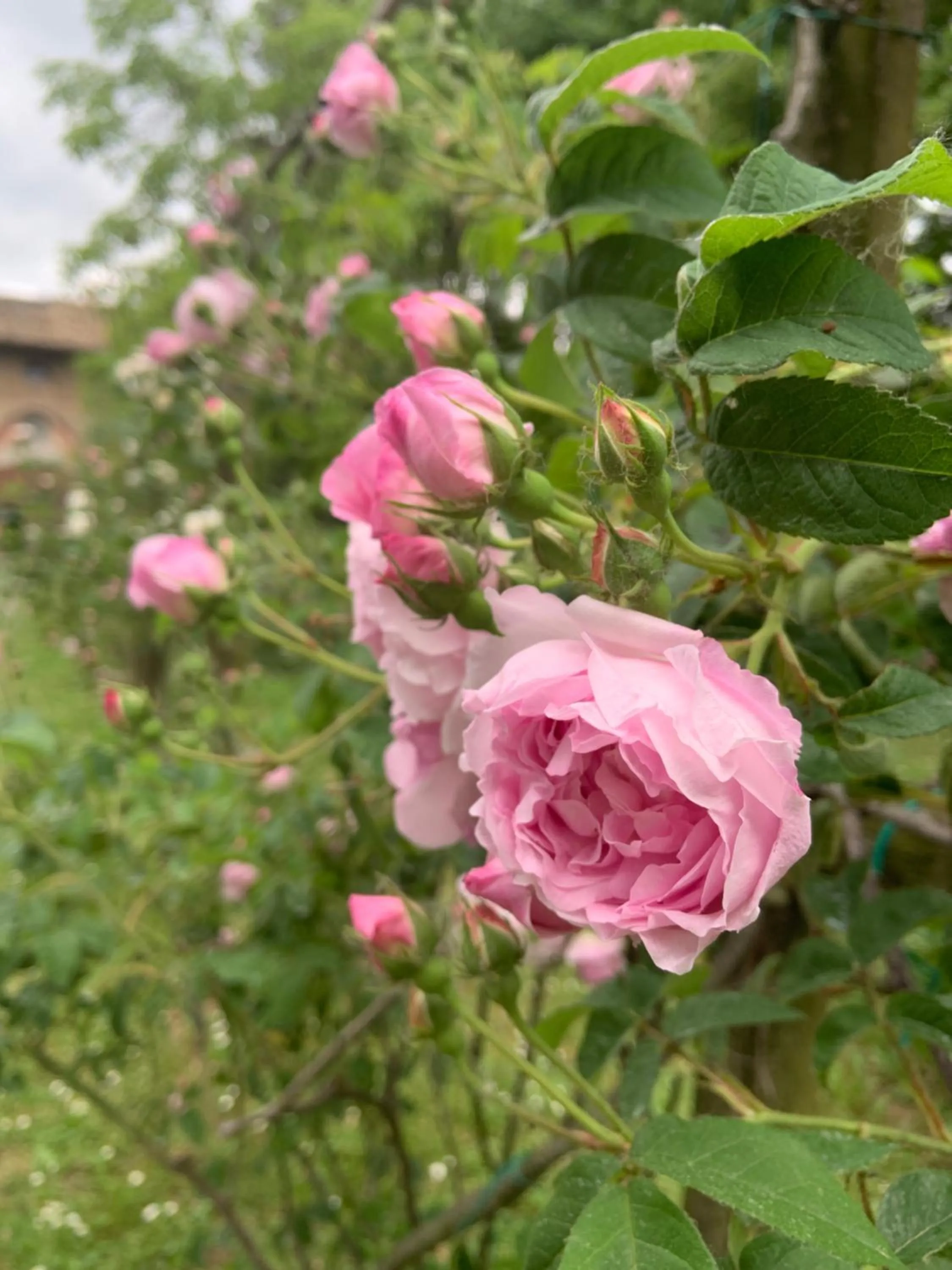 Garden in Le dimore de Il borgo del balsamico