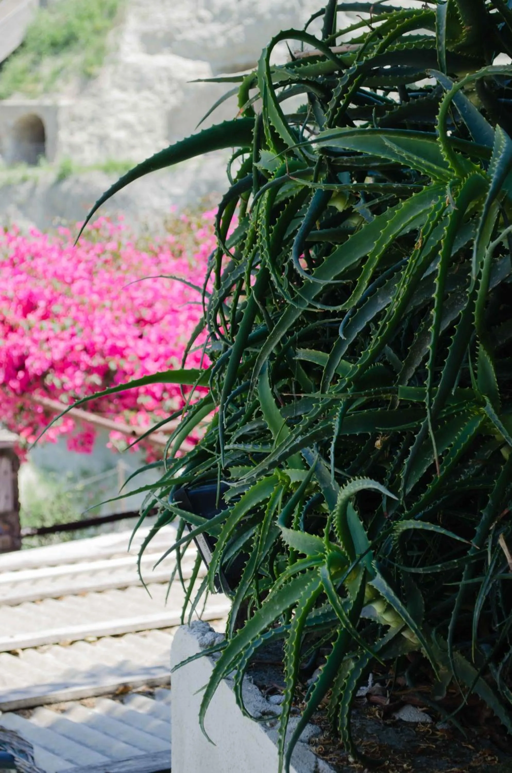 Garden in Hotel Angelino