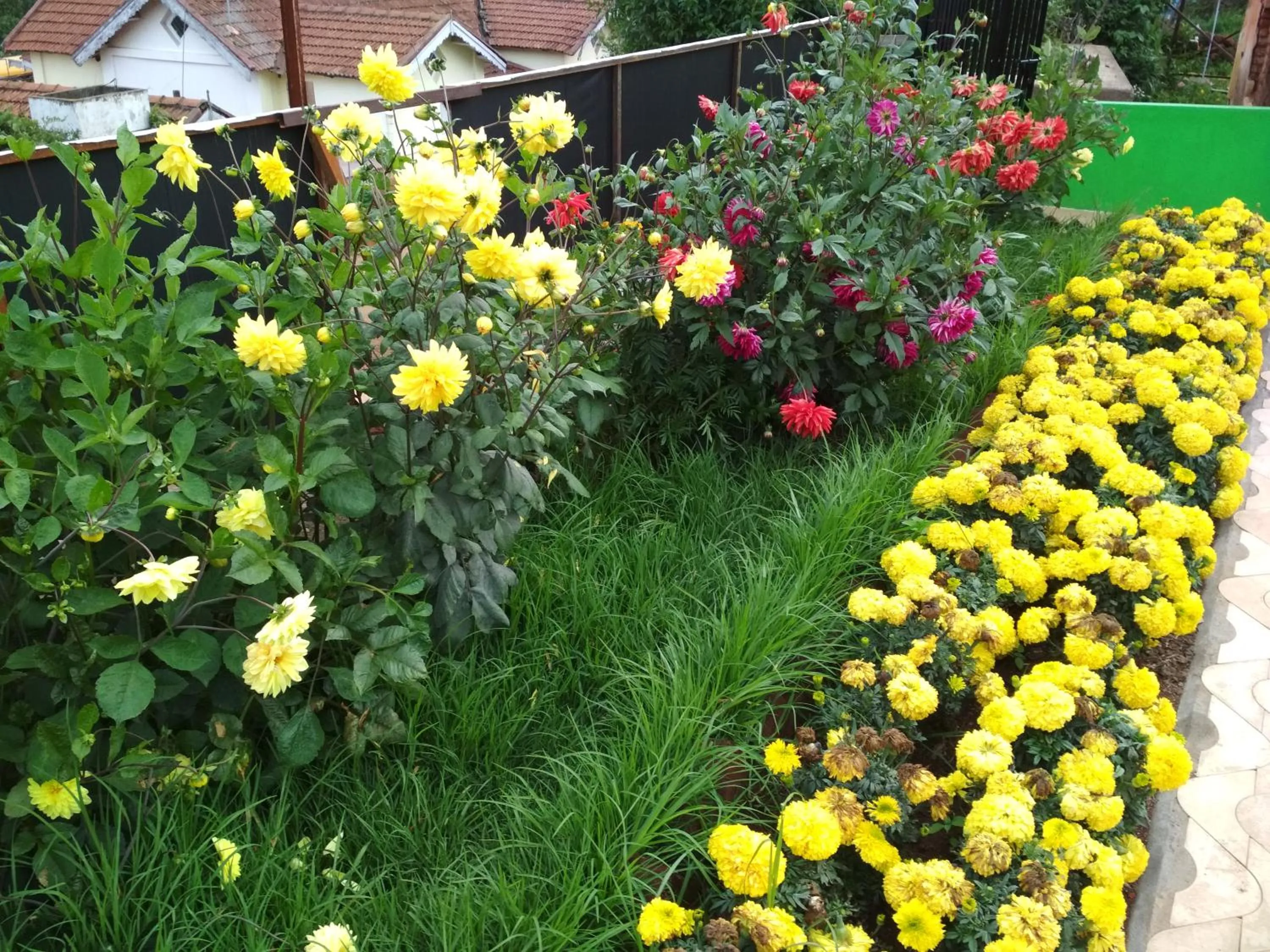 Garden in Drizzle Drop Inn