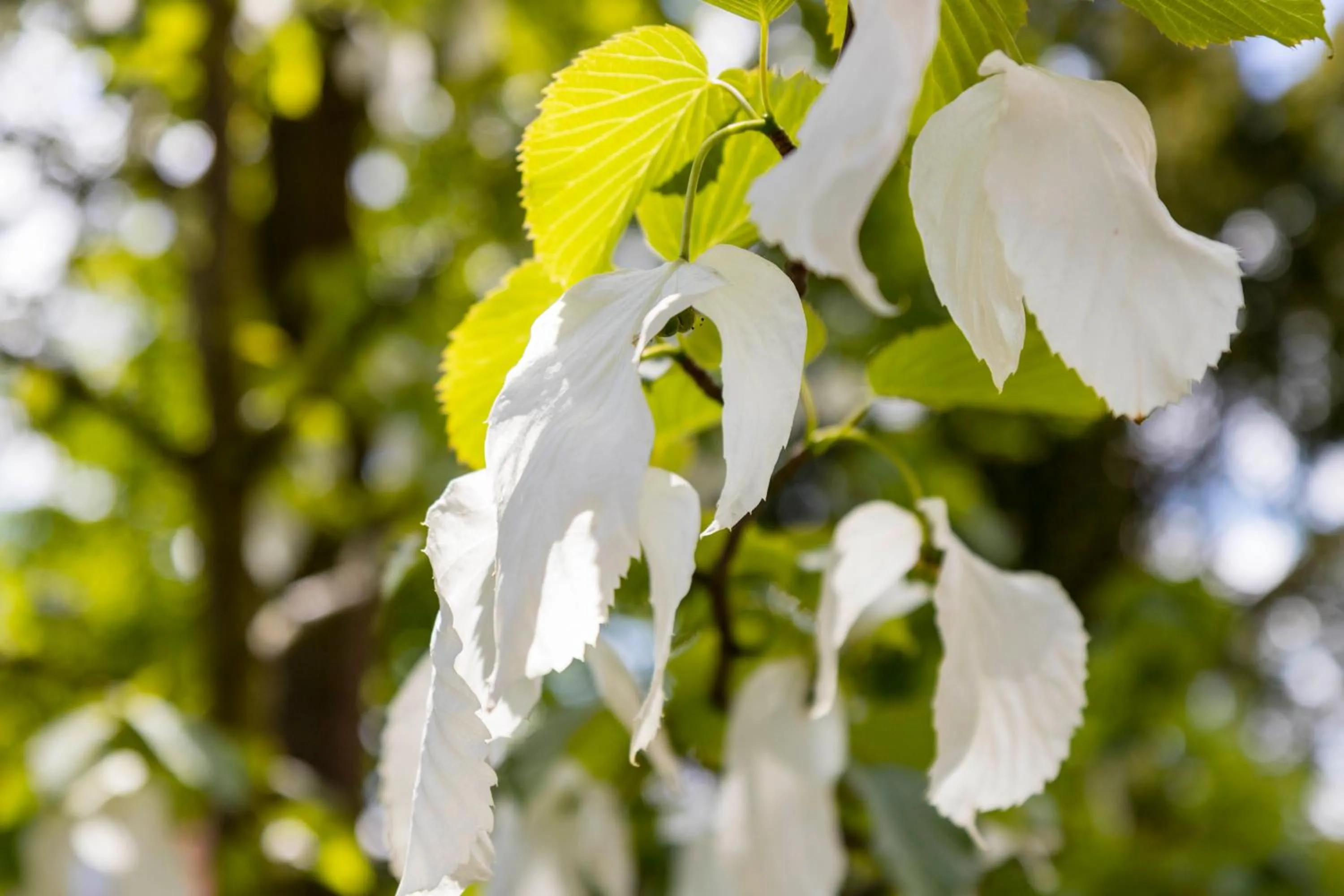 Garden in Gästehaus Musmann