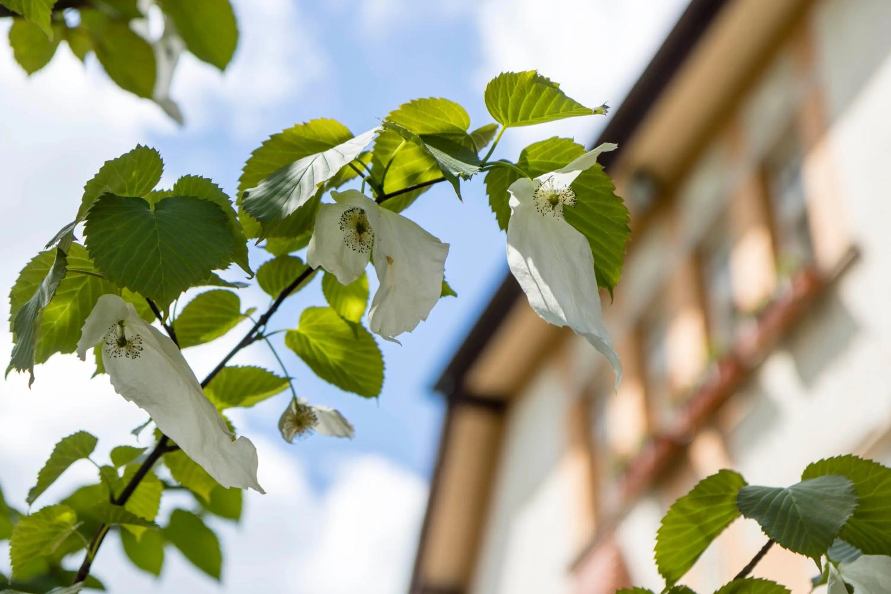 Garden in Gästehaus Musmann