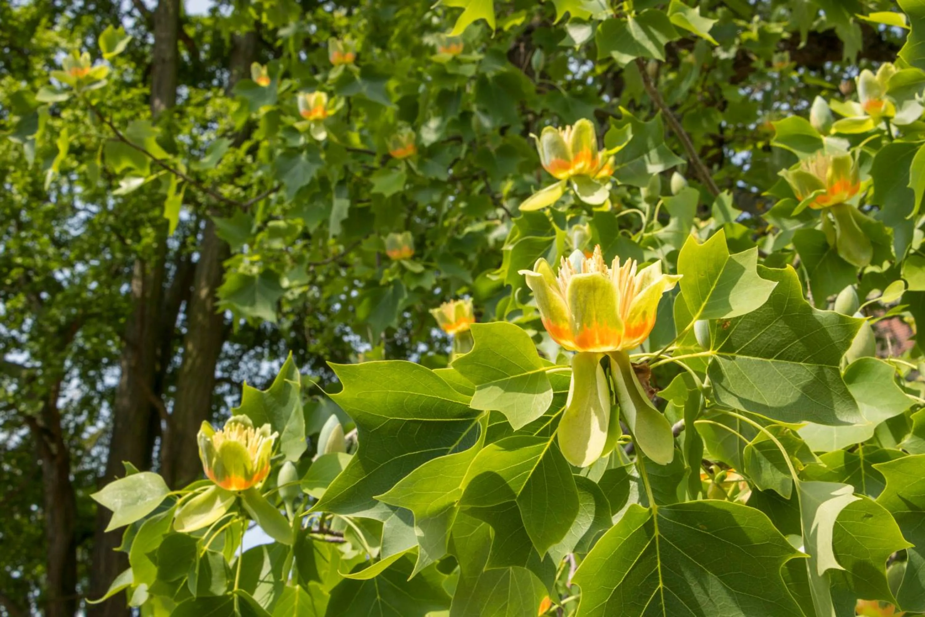 Garden in Gästehaus Musmann