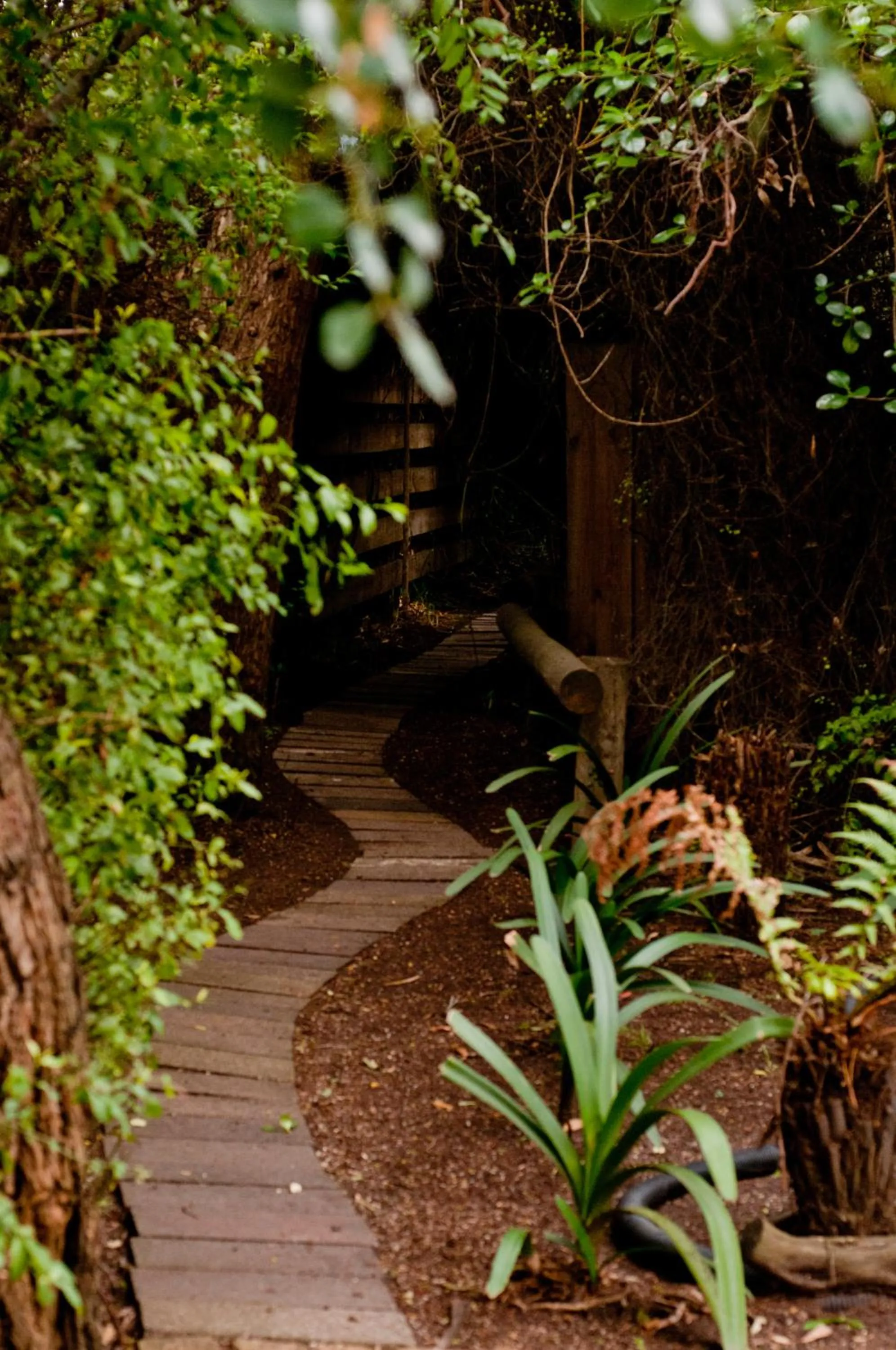 Garden in Ti-Tree Village