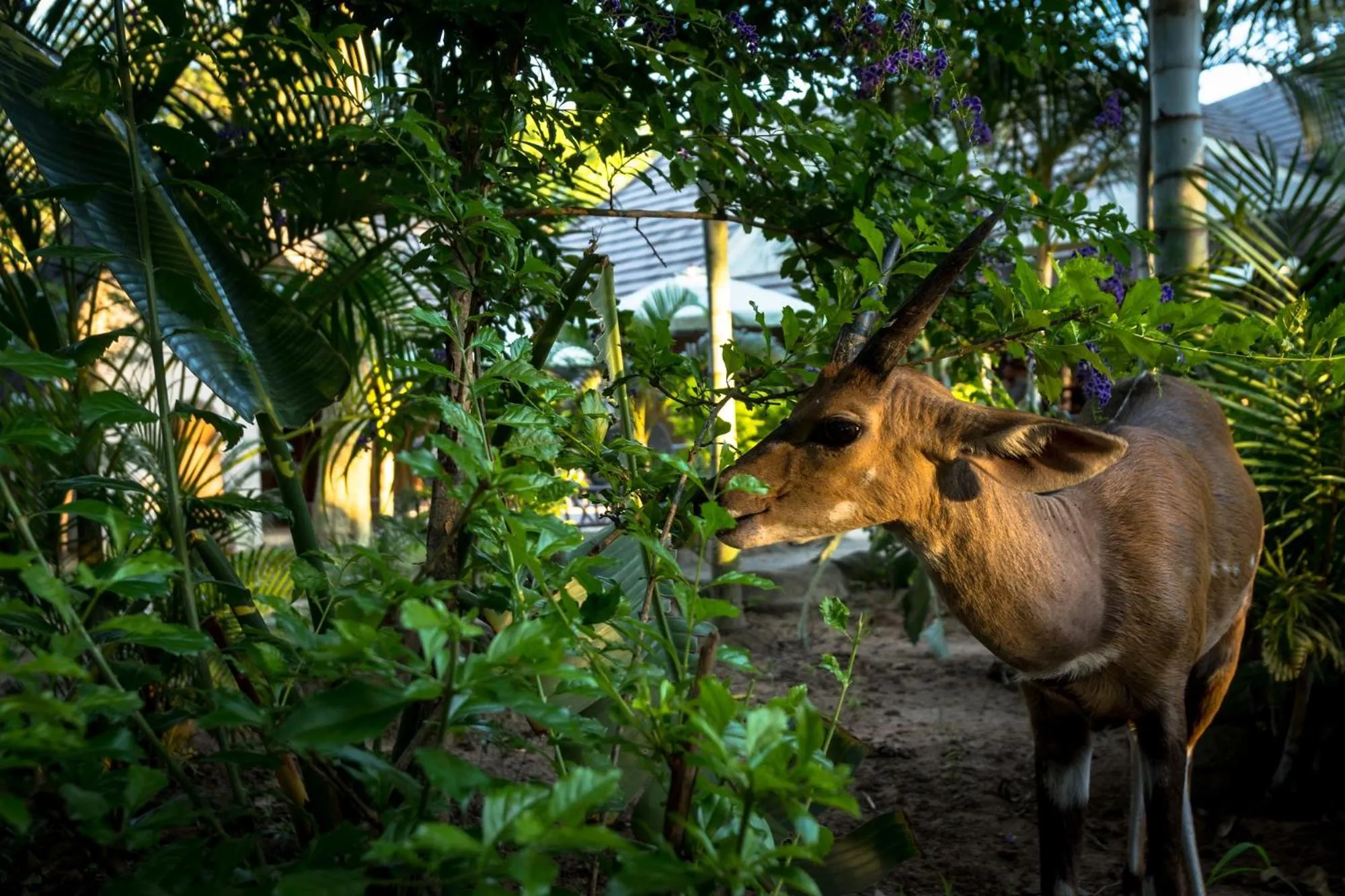 Property building in Pezulu Tree House Lodge