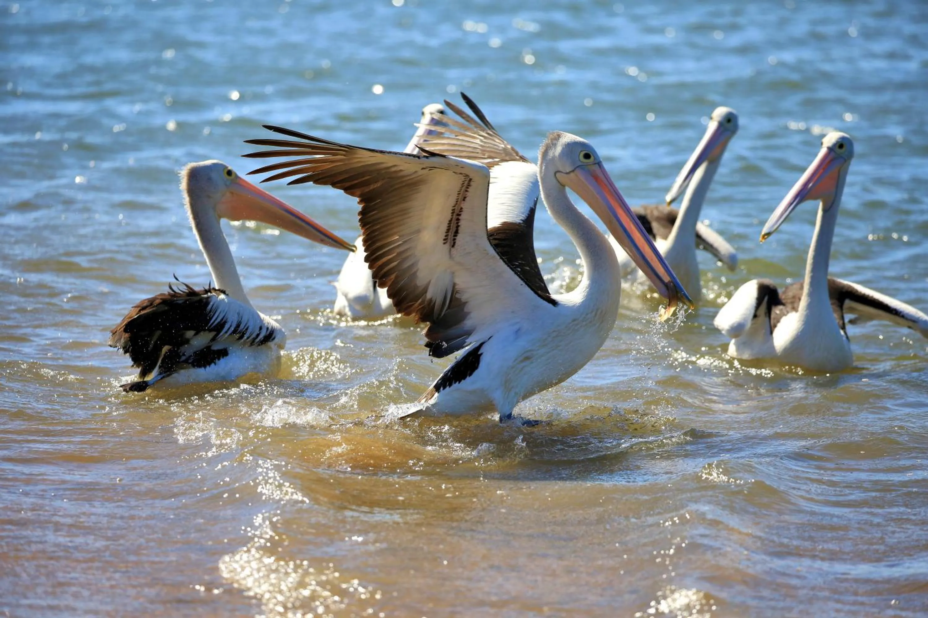 Property building in Alva Beach Tourist Park