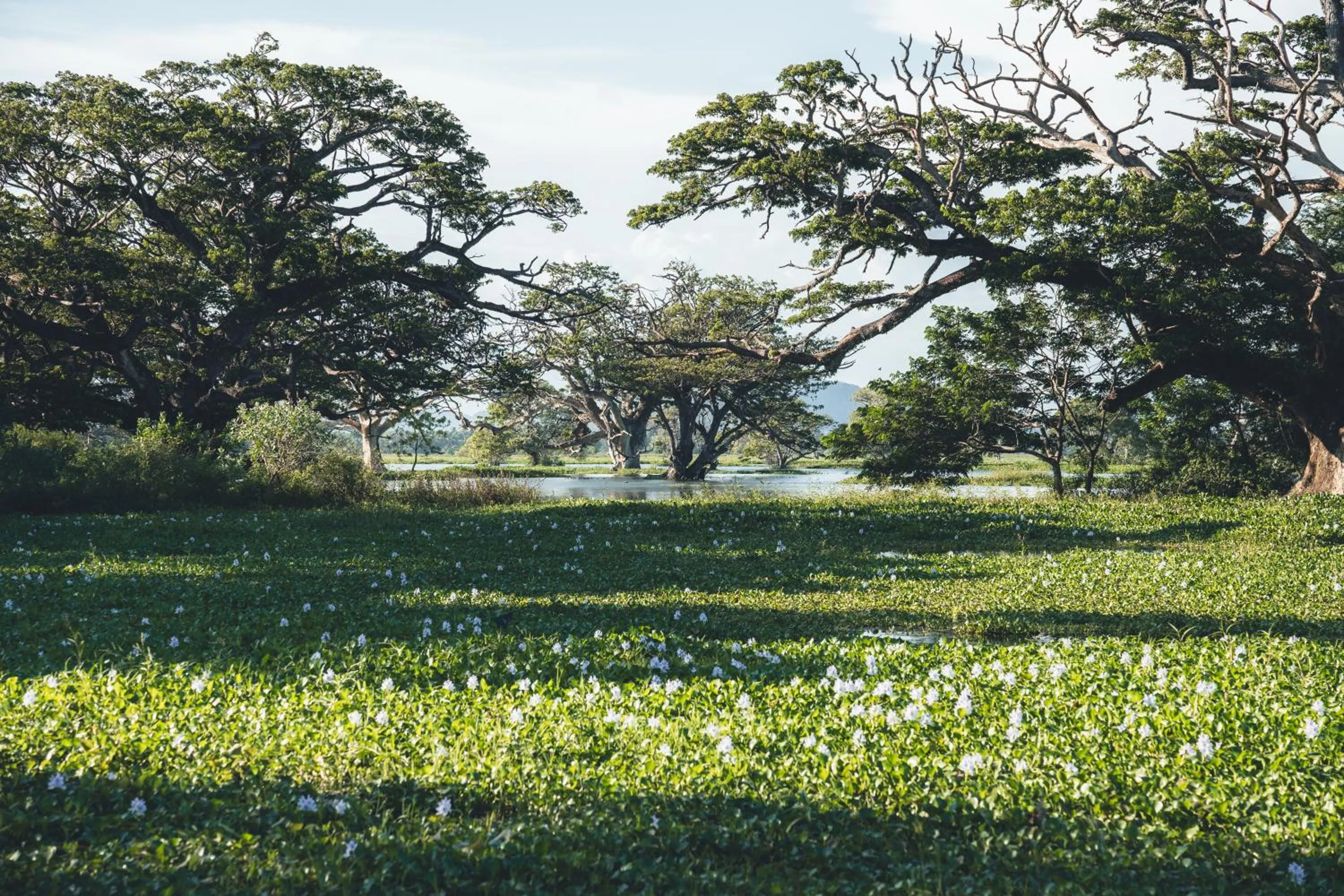 Natural landscape in Yala Hotel Elephant Eye