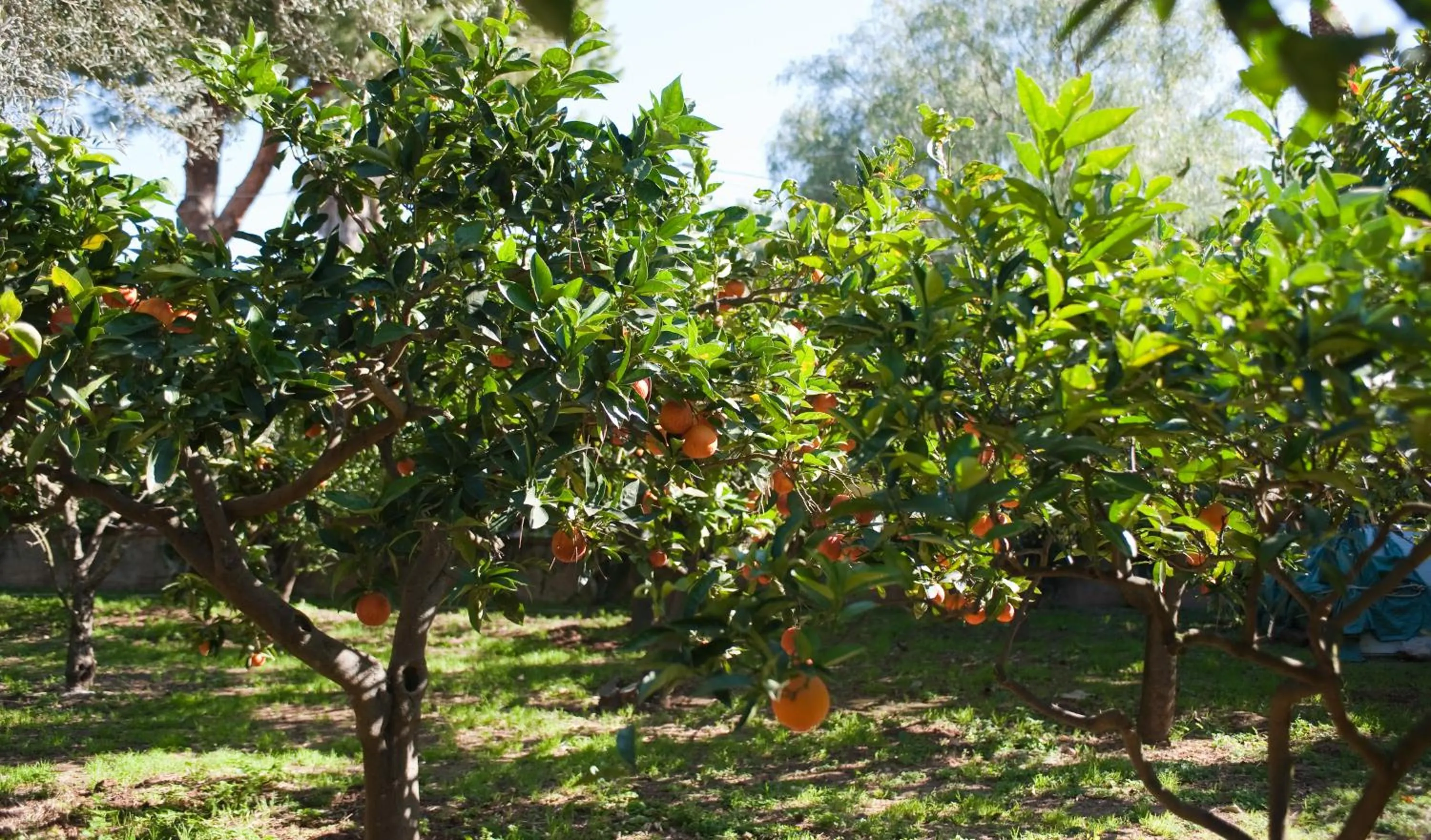 Garden in Green Garden 2017