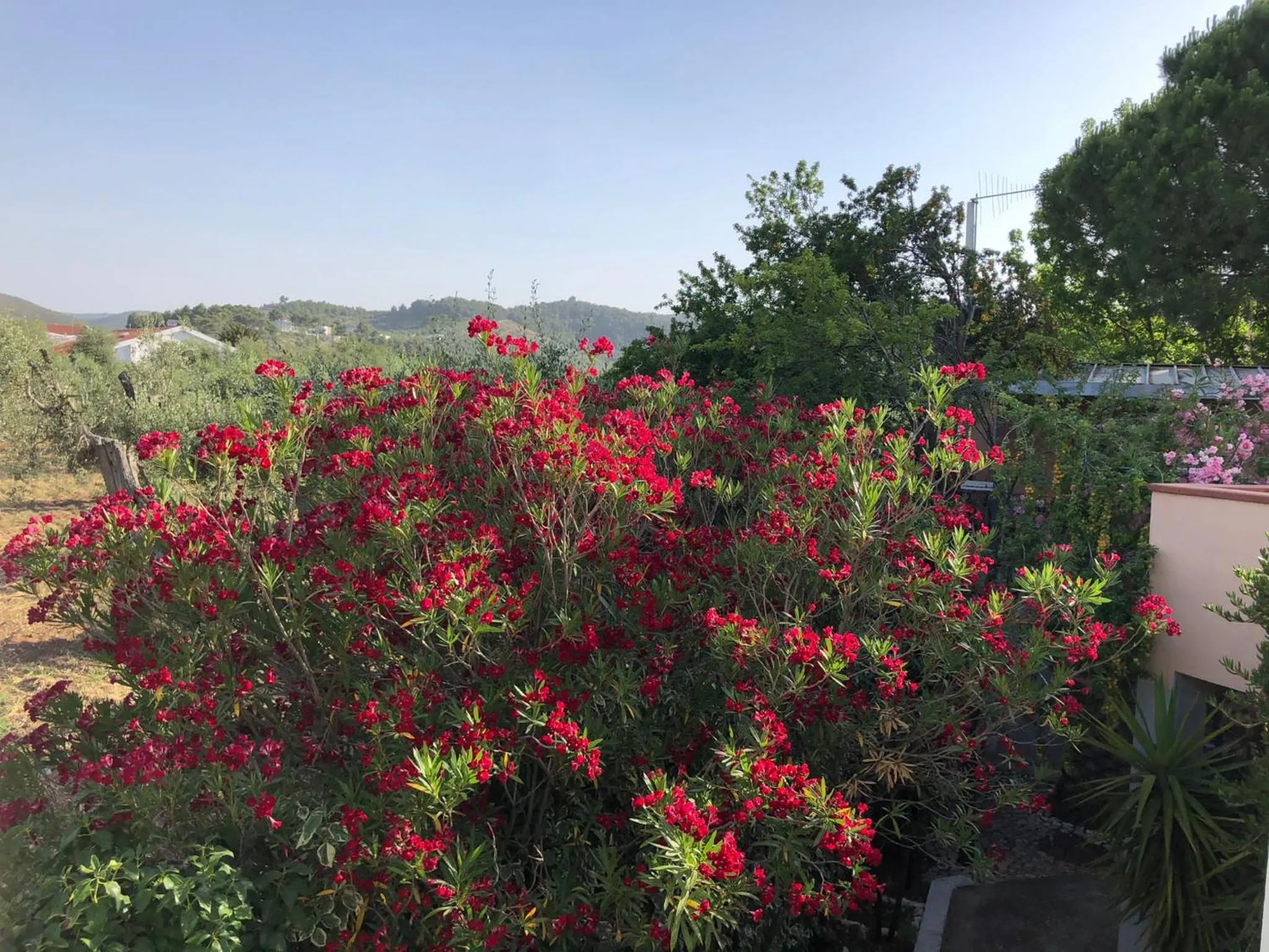 Natural landscape in Tiglio Vieste